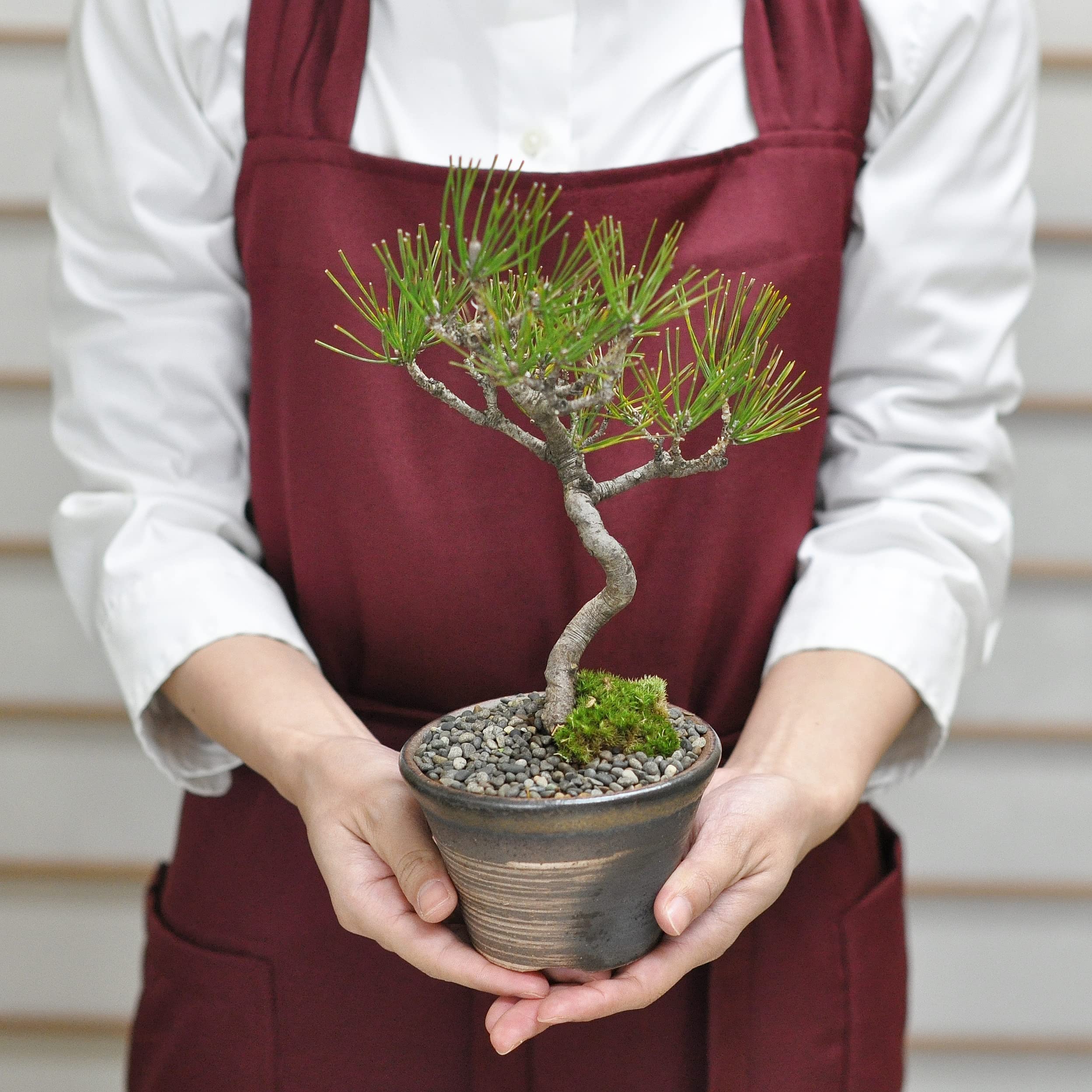 Amazon.co.jp: 盆栽妙 ミニ盆栽 赤松 本物 観葉植物 鉢植え ギフト 