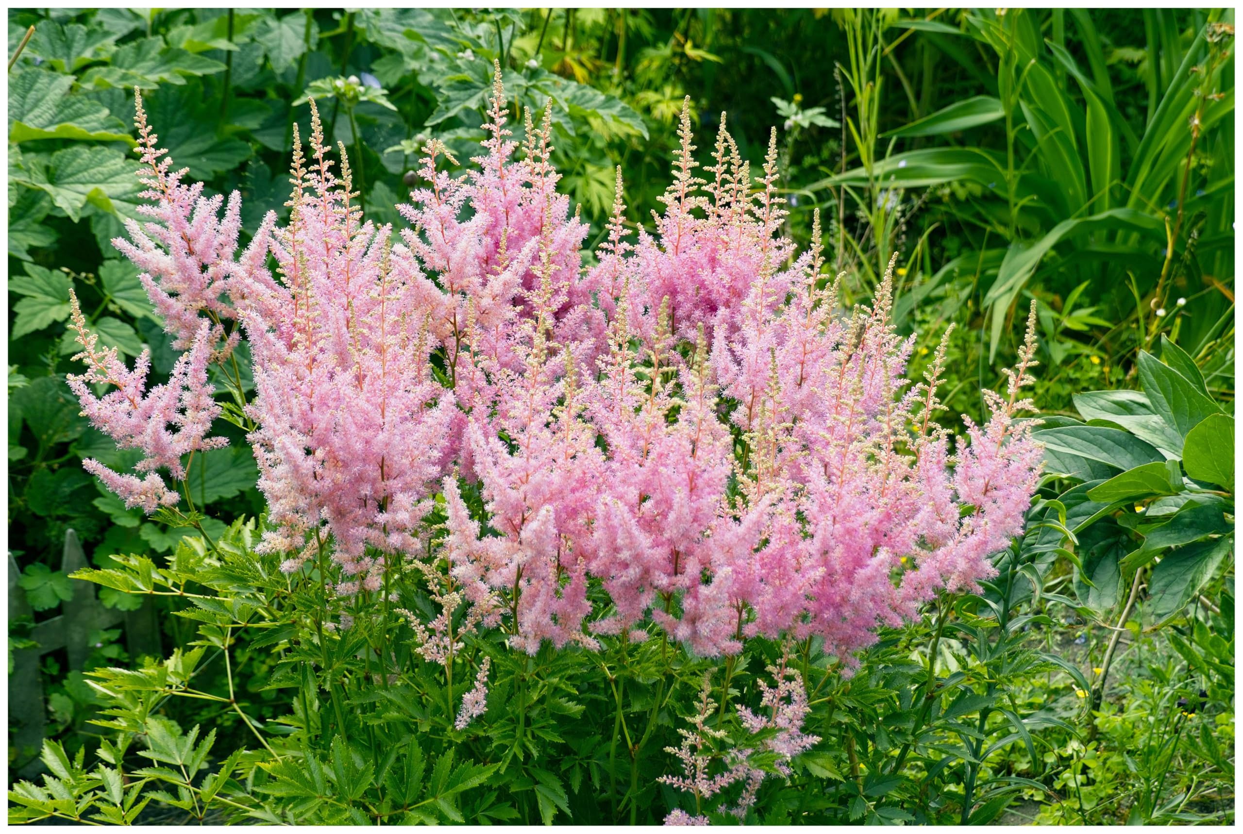 Stauden Gänge 10 x Astilbe arendsii 'Astary Rose' Prachtspiere winterhart