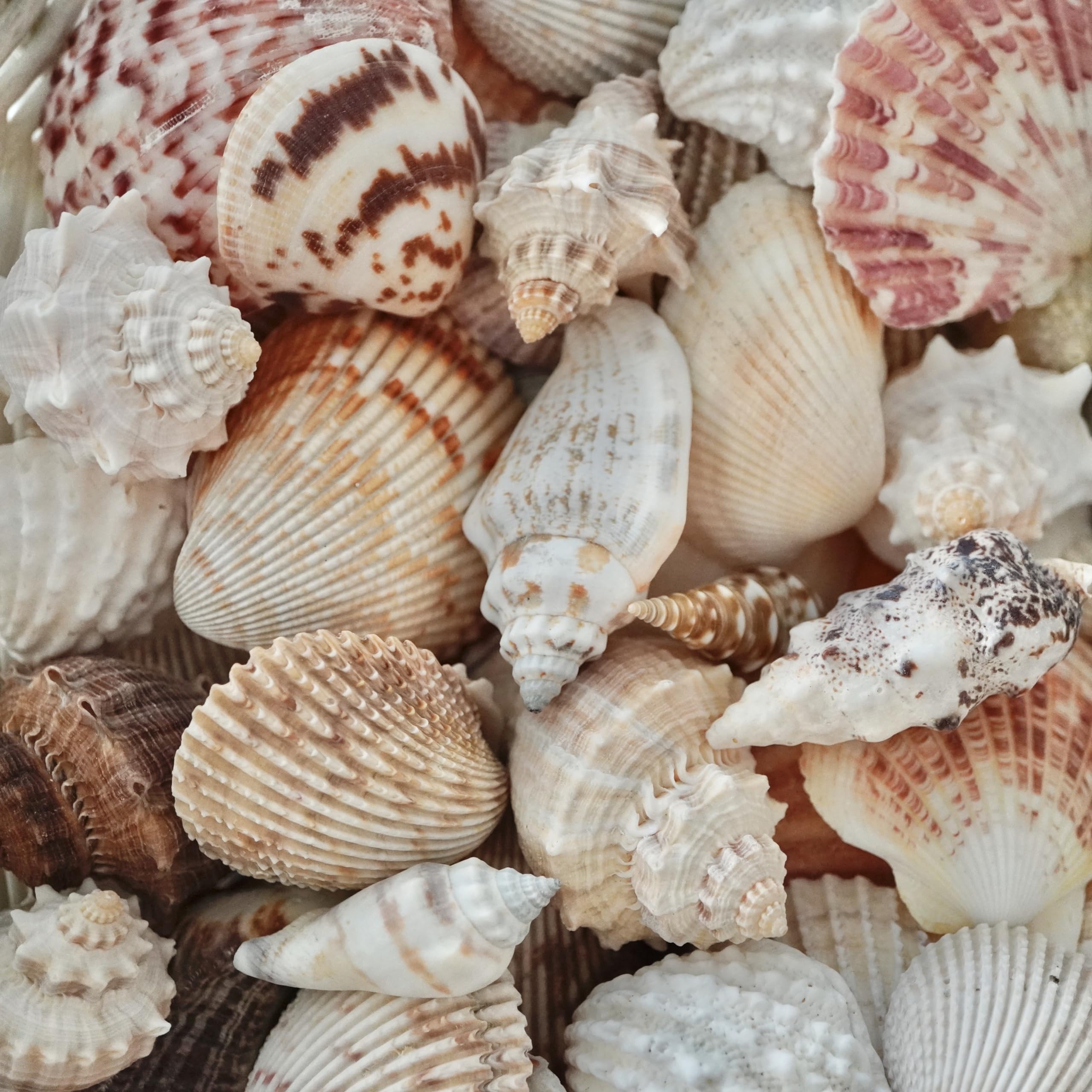 Sea Shells Mixed Beach Seashells, Various Sizes Natural Ocean Seashells, Home Decor Beach Themed Party DIY Crafts Candle Making Fishtank Vase Fillers Home Wedding Decorations Supplies (15)