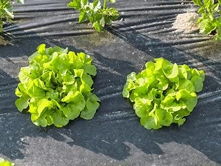 Kompostierbare Mulchfolie Gartenvlies 1,4 x 10 Meter gegen Unkraut. Unkrautfolie kompostiert sich selbst im Boden