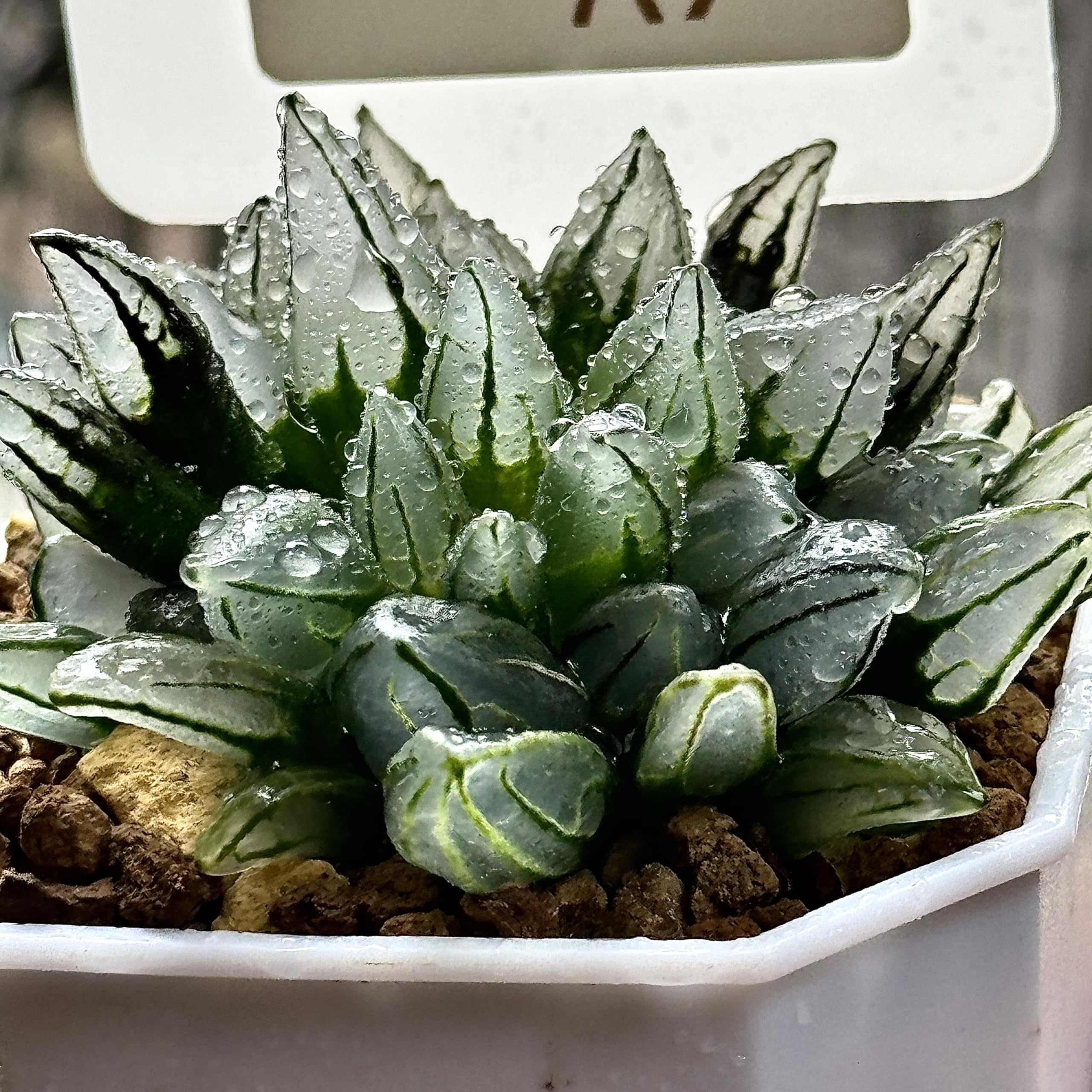 ハオルチア ハオルチア アトロフスカミュータント綴化錦 Amazon｜多肉植物 観葉植物 ハオルチア ハオルシア アトロフスカ