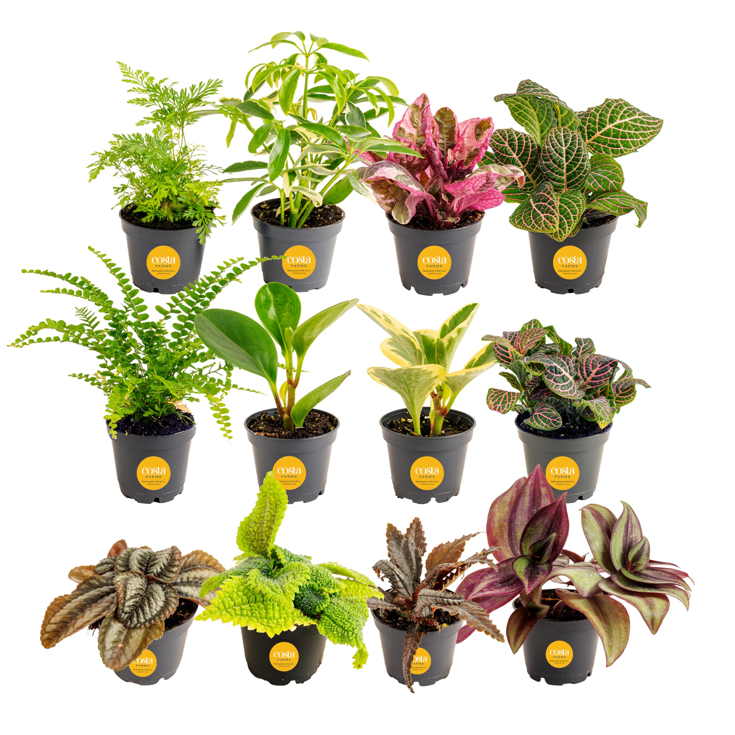 Costa Farms Mini Plants, Live Indoor Plant, Easy Care, Home Decor