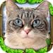 Stray Cat Simulator