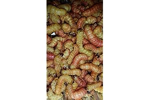 Brand 200 CT. Regular Live Bait Butterworms