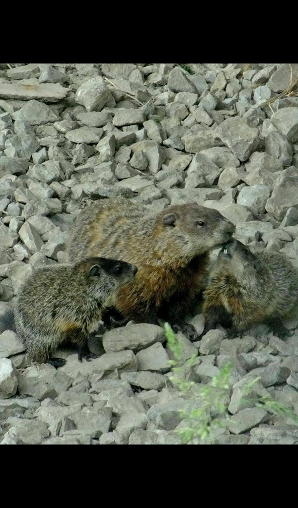 Aplicación Groundhog Wallpaper HD Wallpapers of