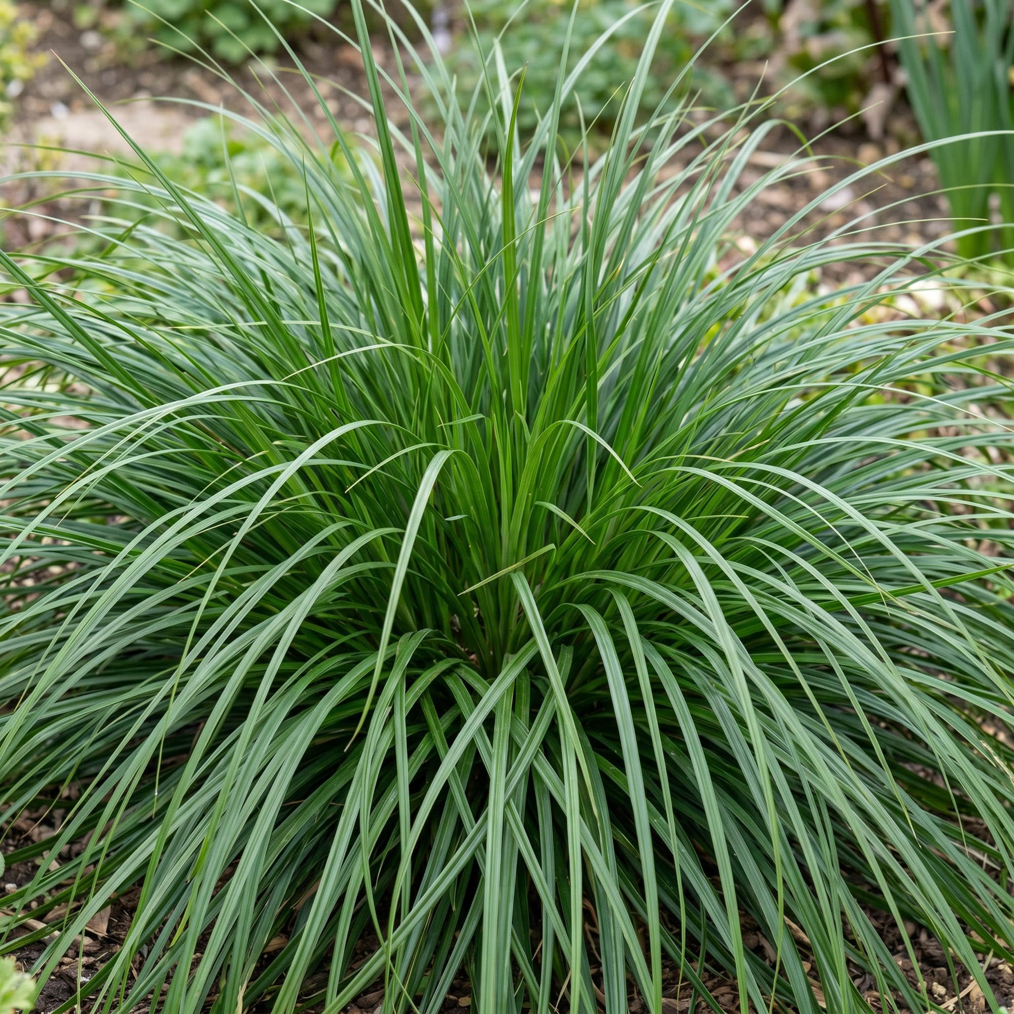 Green boutiQ - Gräser - Carex oshimensis Evergreen - Japanisches Sauergras - Immergrün - Grün - 24 Pflanzen - Topf 11cm - Höhe 15-25cm