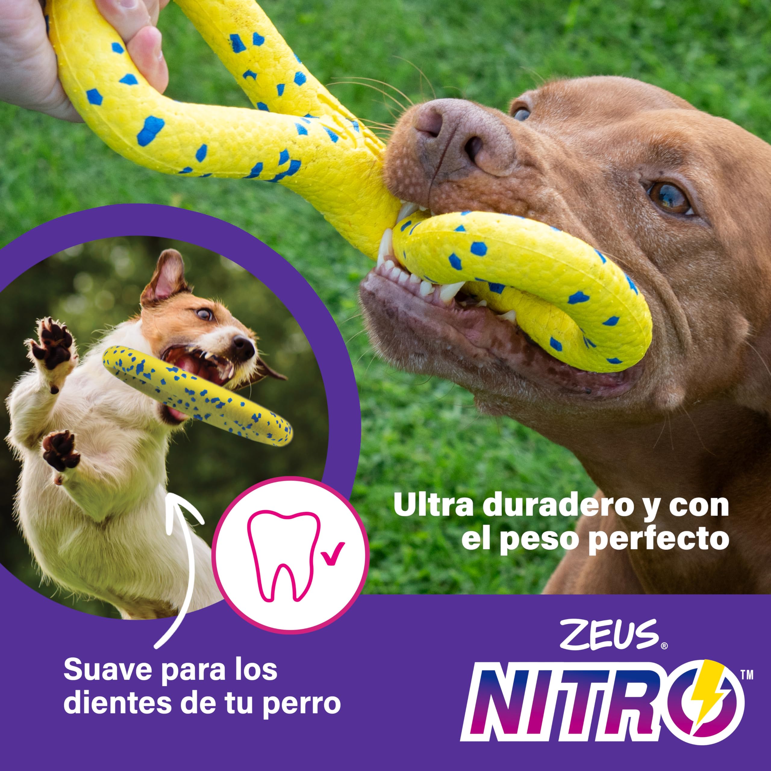 Zeus Disco Ligero y Resistente para Perros Nitro, 24 cm diámetro