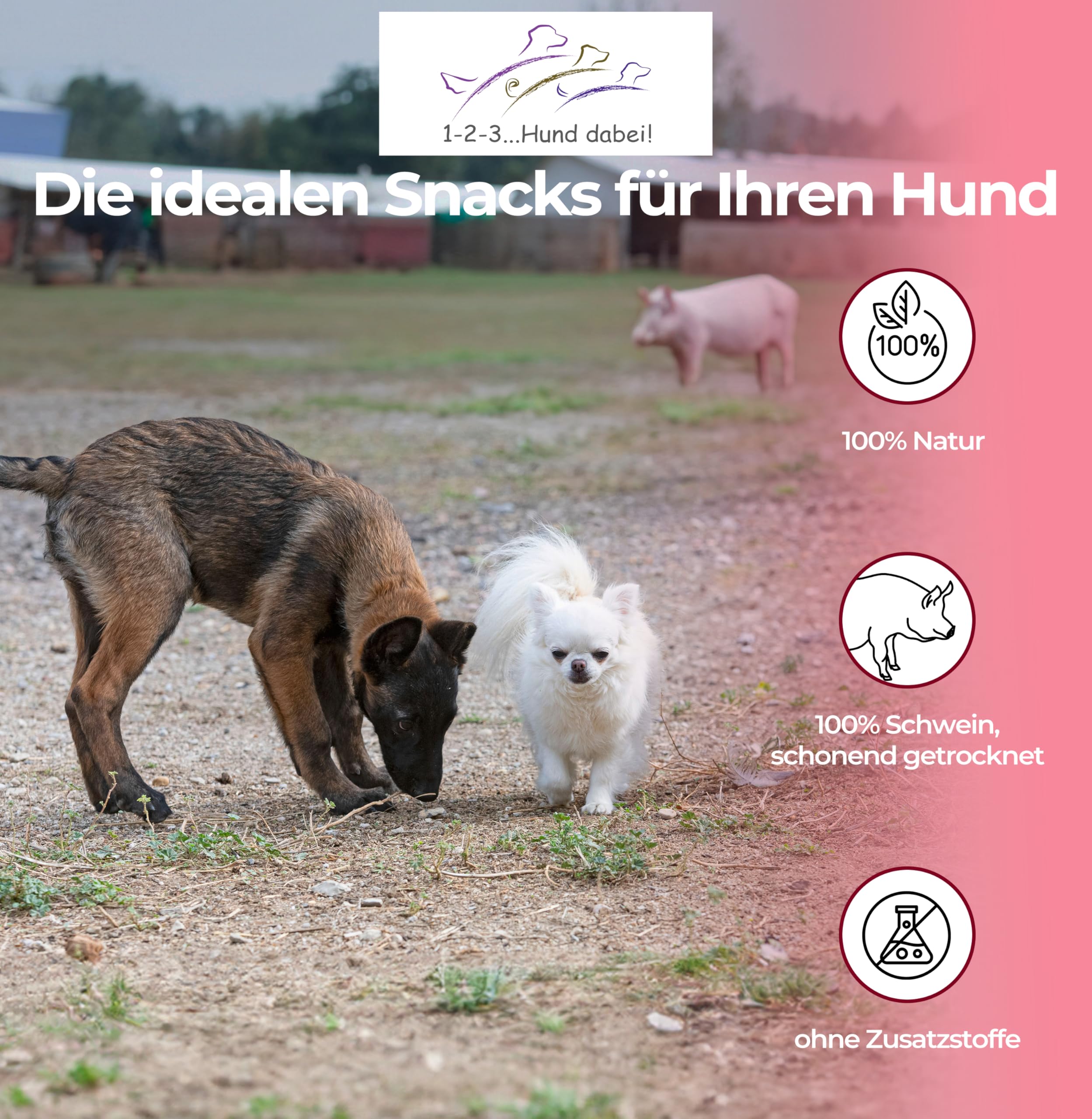Oreilles de porc séchées naturelles pour chiens – 100 % pur plaisir de mastication, séchage à l'air libre, sans additifs – Friandise idéale pour le nettoyage des dents (100 pièces)