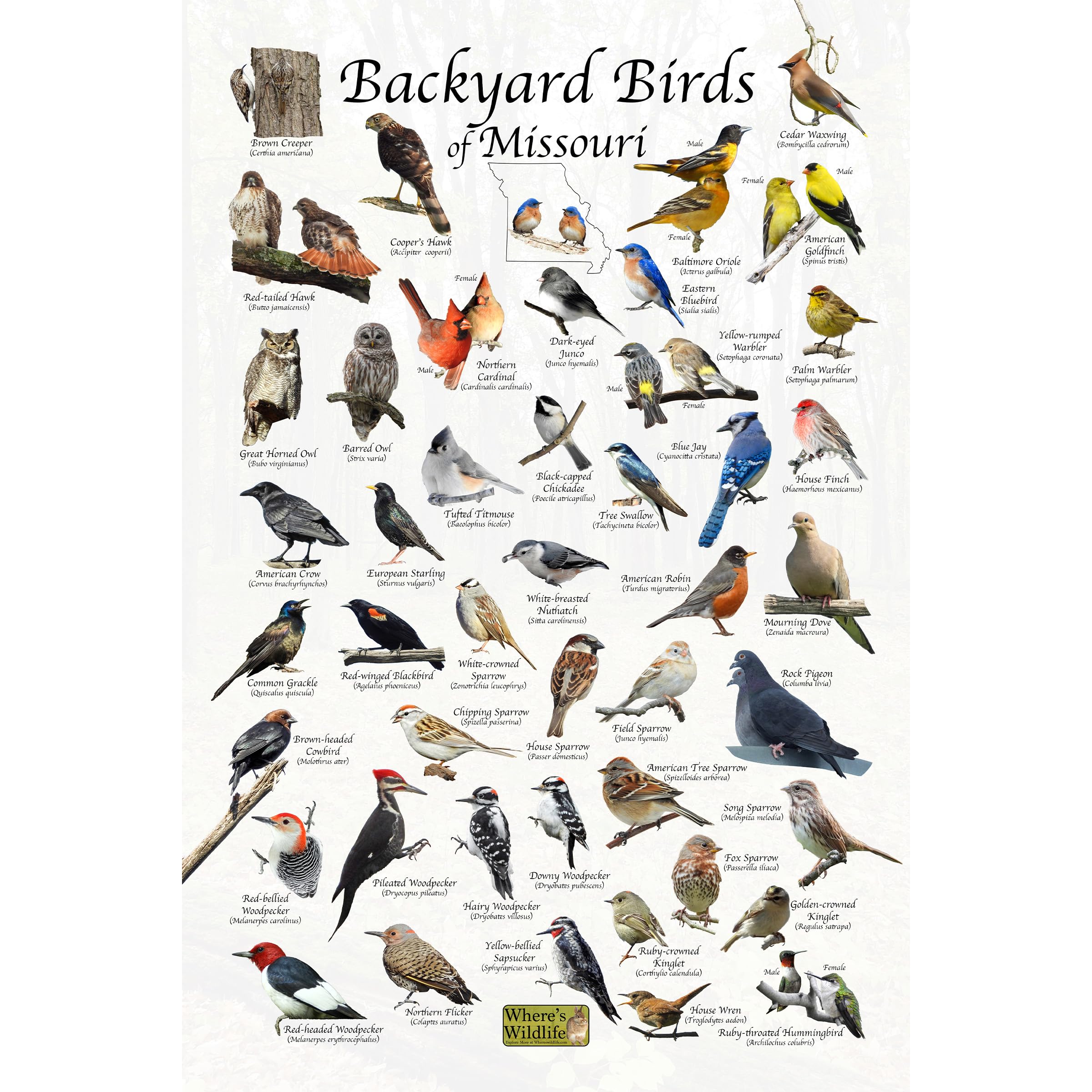 Where's Wildlife Backyard Birds of Missouri Bird Identification Poster (12" x 18")