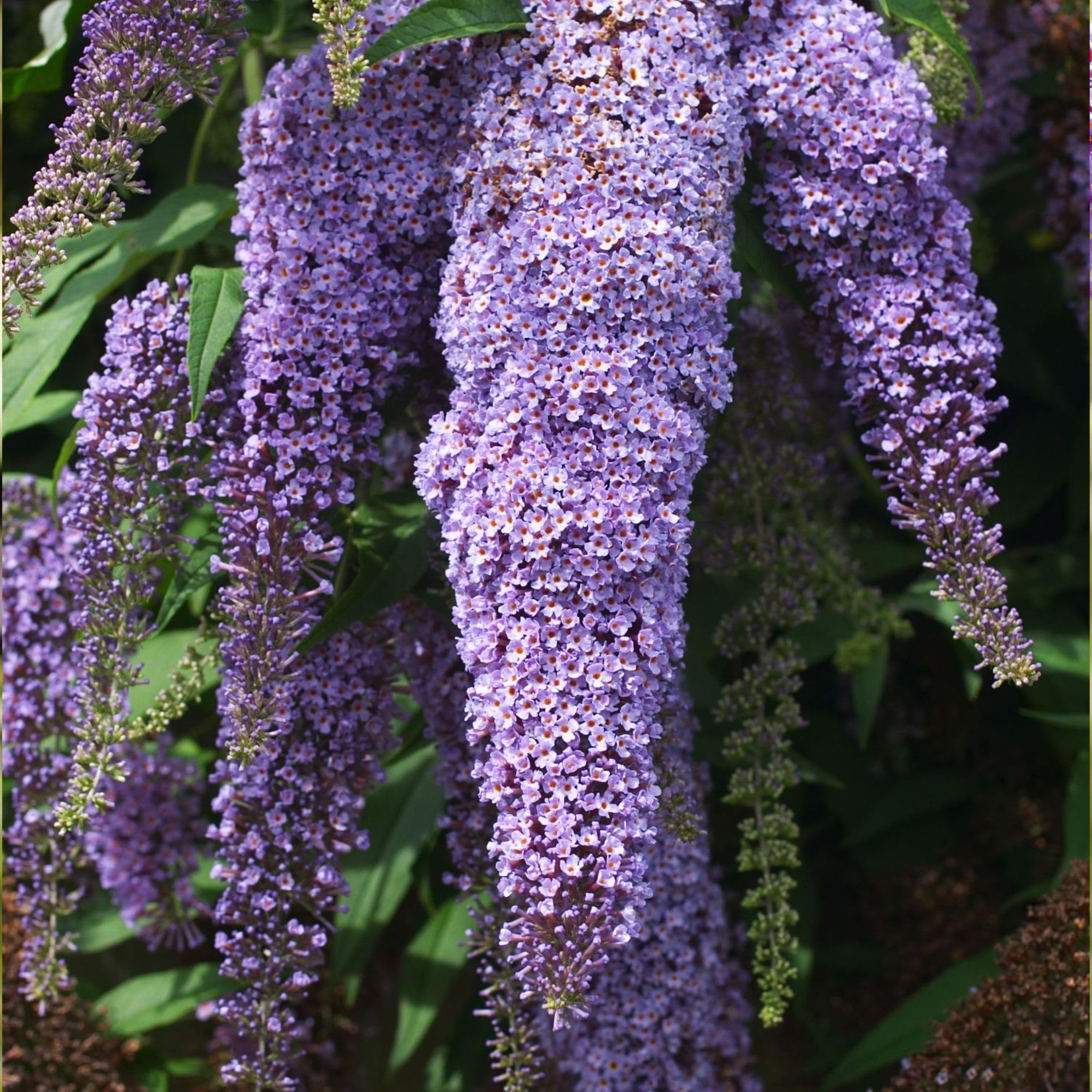 Plant in a Box - Buddleja Davidii Mix - 3 diferentes arbustos de mariposa - Maceta 9cm - Altura 25-40cm