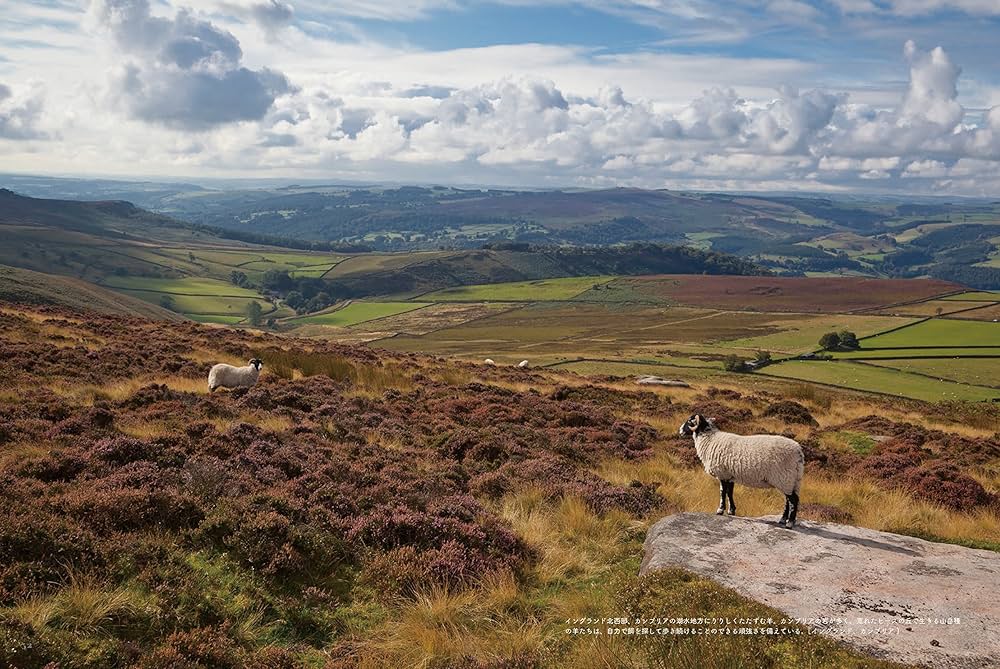世界のひつじめぐり | 本出 ますみ |本 | 通販 | Amazon