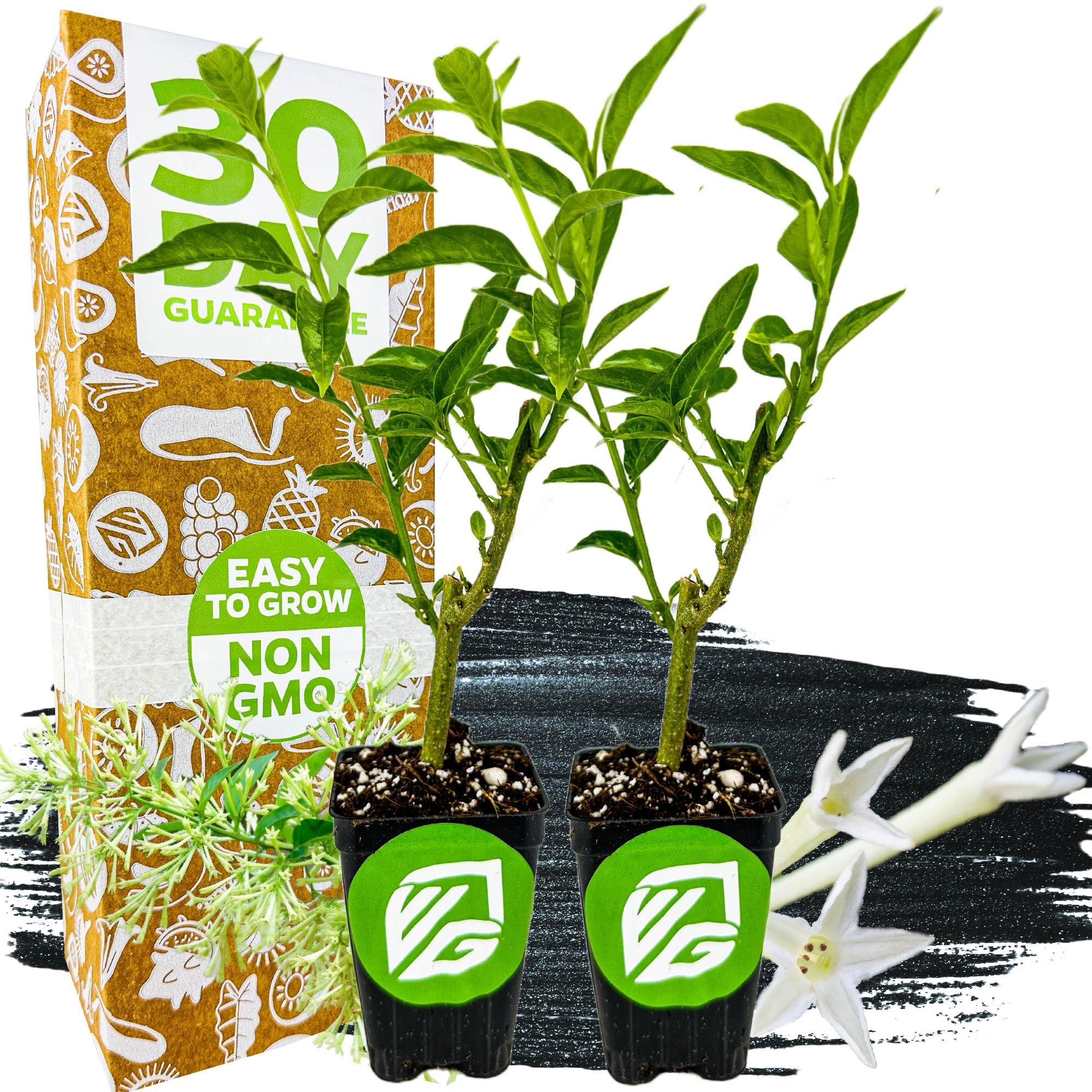 Night Blooming Jasmine 2-Pack – Wellspring Gardens