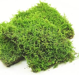 Fresh Live Moss Variety Pack - Ideal for DIY Terrariums, Miniature Bonsai, Potted Plants, Reptiles, Succulents, Orchids, Home Decor, and Moss Art (A Whole Piece of 8" x8" Fresh Hypnum Moss)