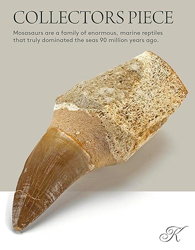 Miniatura 2 de KALIFANO Auténtico diente de mosasaurio prehistórico fosilizado de Marruecos, dientes de mosasaurio para colecciones de fósiles y fines educativos