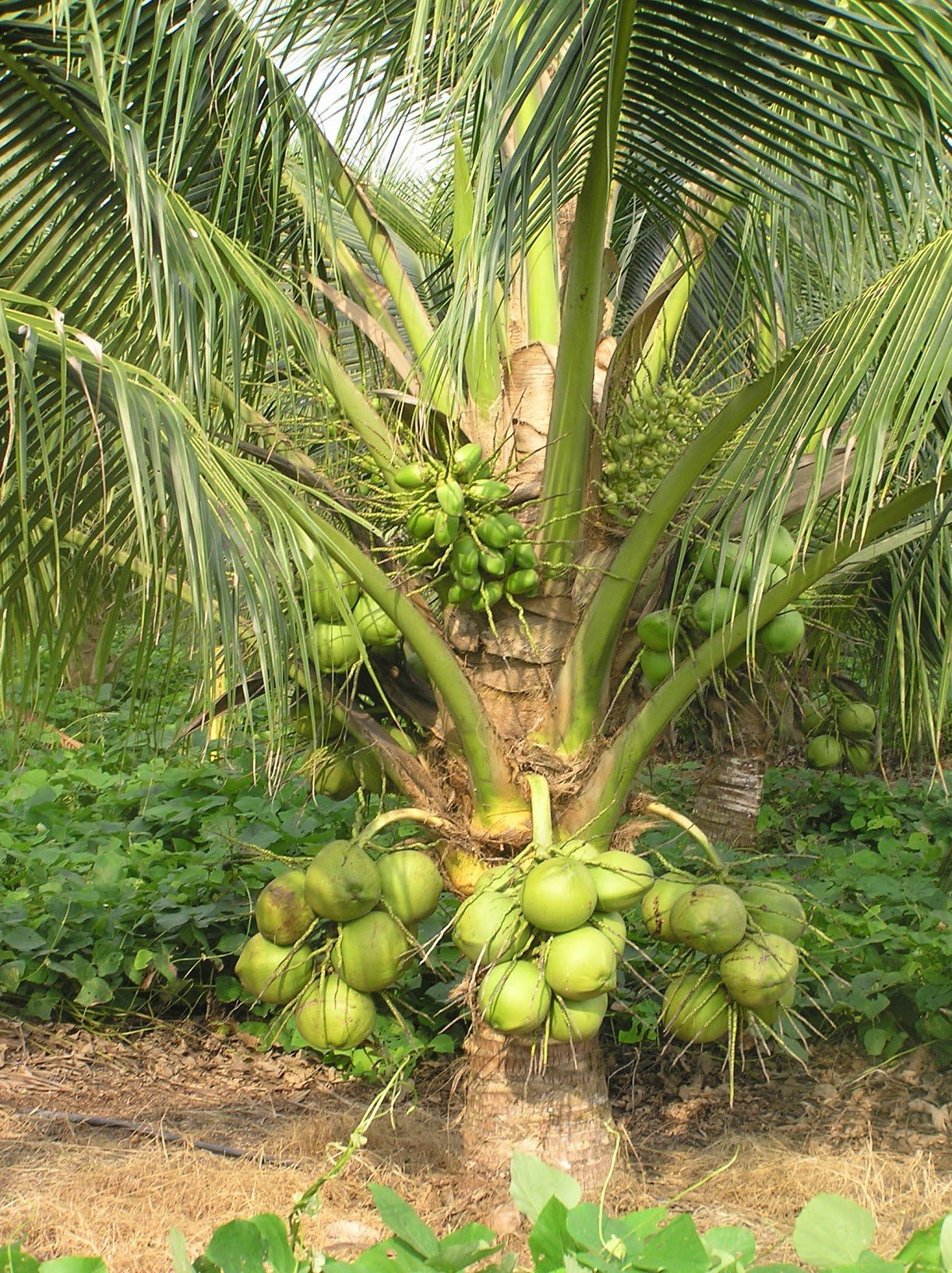 Buy MTech Gardens Dwarf Coconut" Green Malayan" Sprouted Seed Kerala