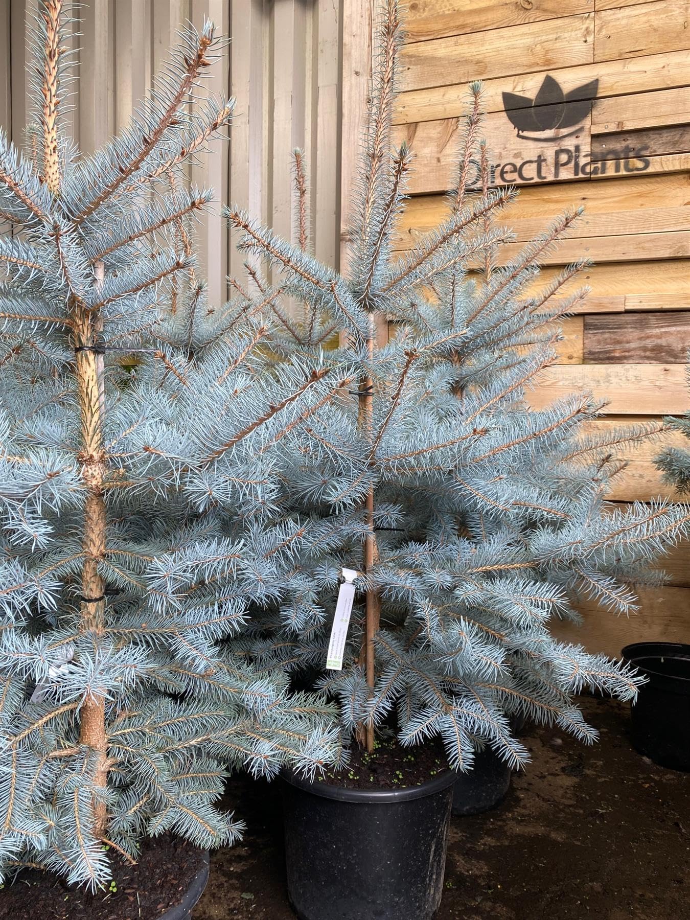 Direct Plants Picea Pungens Edith, Blue Colorado Spruce Tree, 2.5-3ft Tall, Large, Supplied in a 7.5 Litre Pot