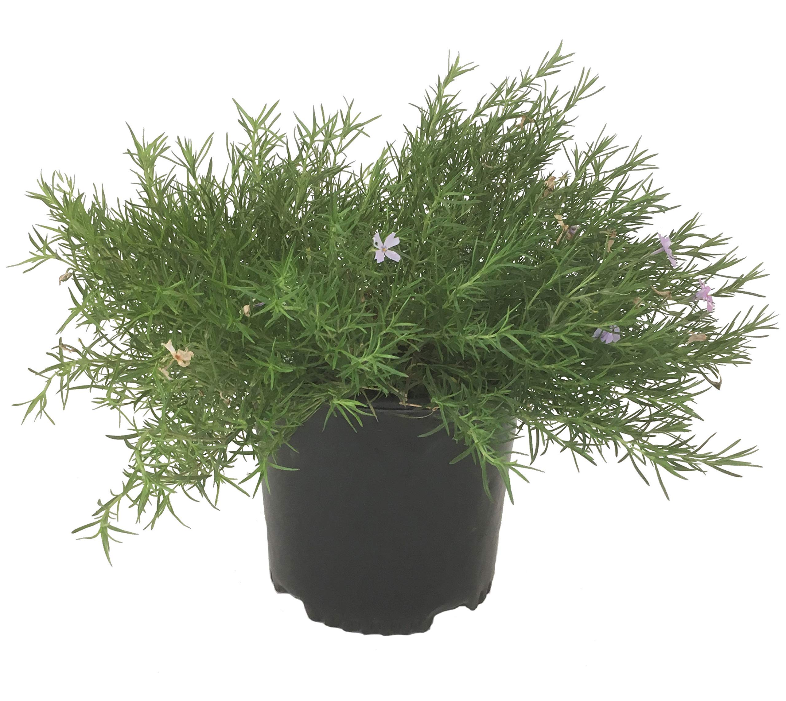 Emerald Blue Creeping Phlox (Phlox Sub.)