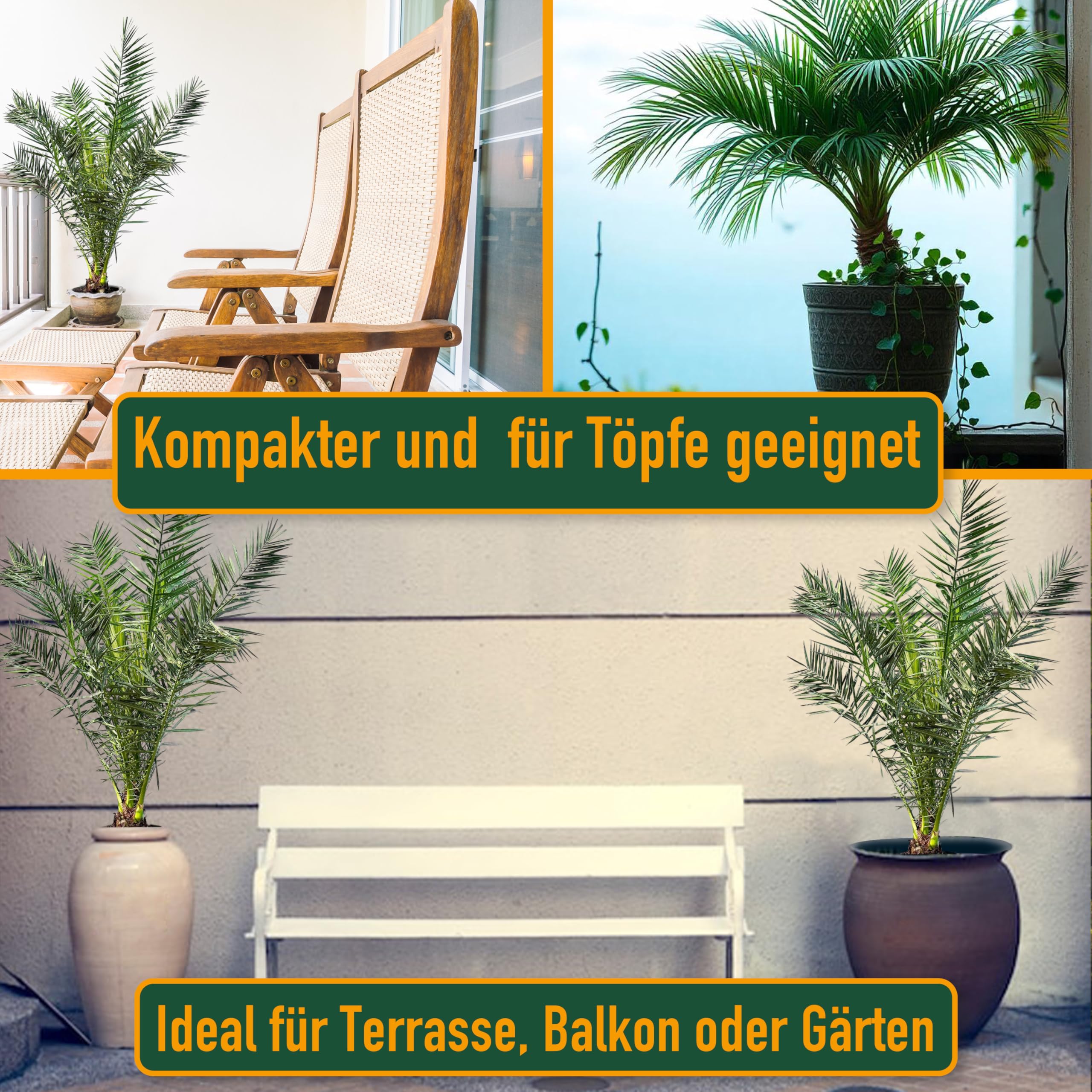 Phöenix Canariensis - Kanarische Dattelpalme 160cm für Innen & Außen - Winterhart & Pflegeleicht