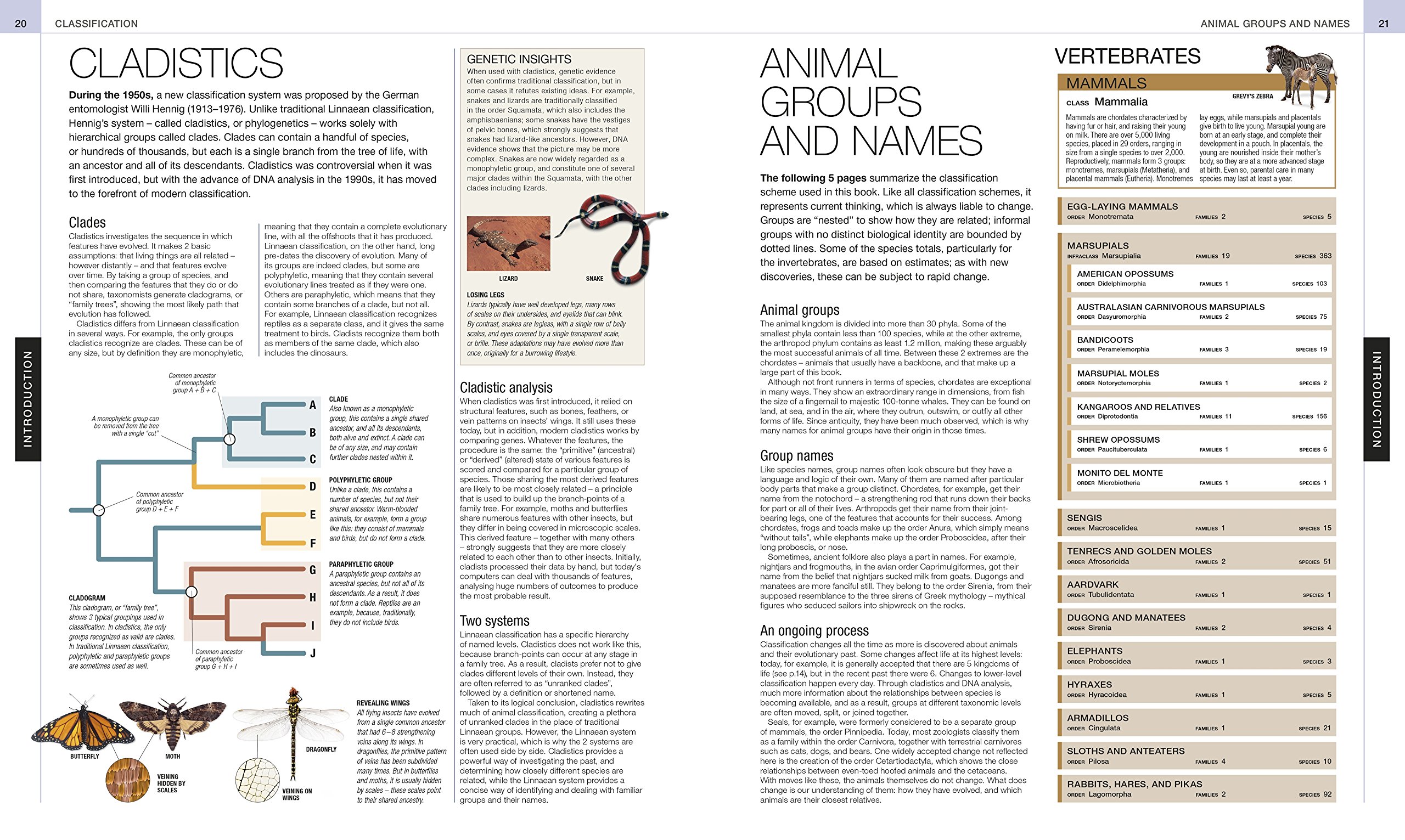 Animal: The Definitive Visual Guide (DK Definitive Visual Encyclopedias)
