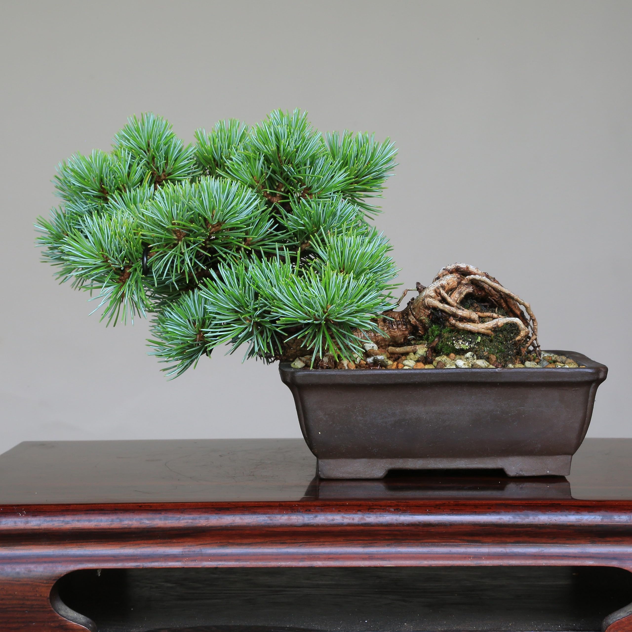 Amazon.co.jp: 吾妻五葉松【松国宝】根上り 小品盆栽【泰寿園 Online