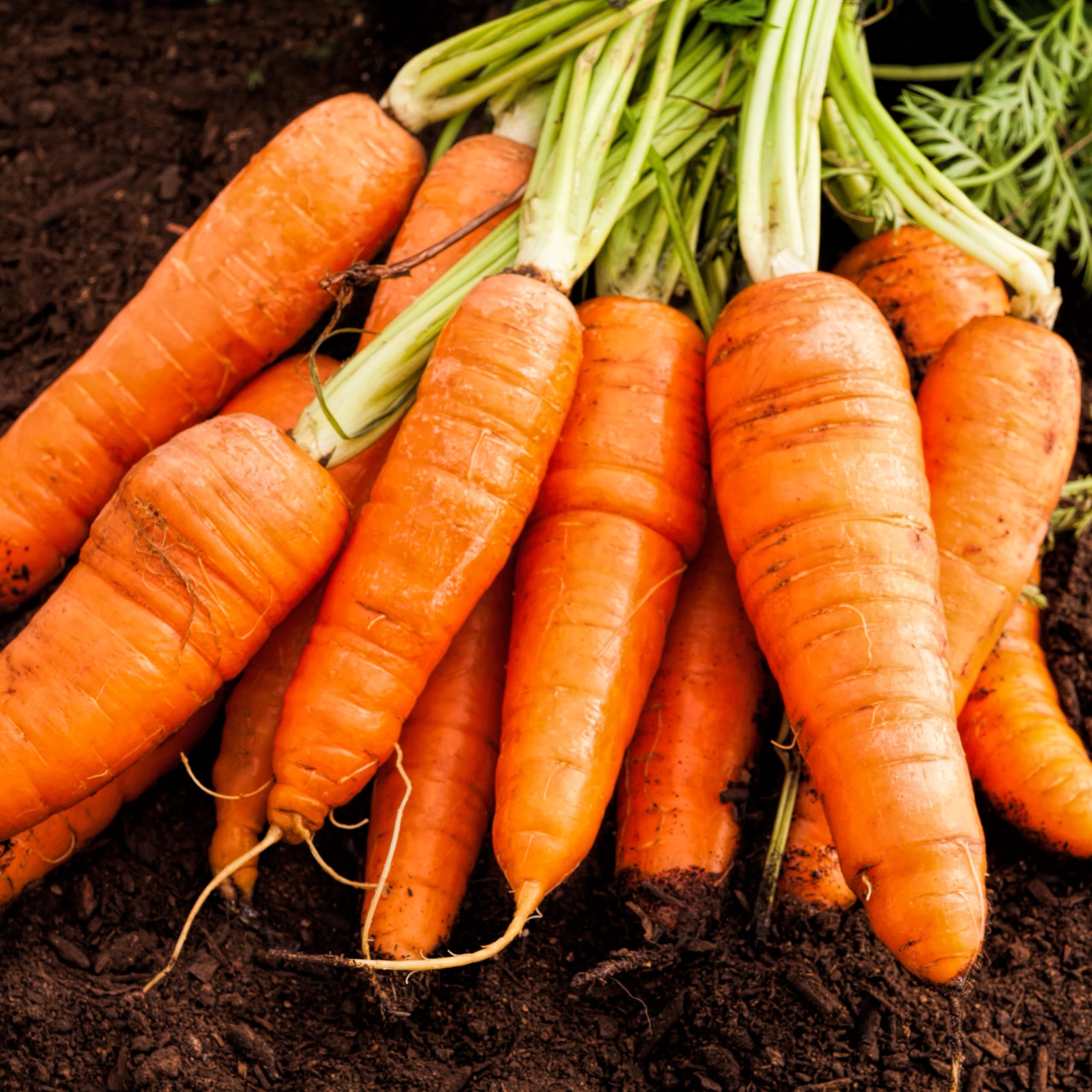 PREMIER SEEDS DIRECT- Organic Chantenay Red Core Carrot Seeds, Approx 2000 Seeds