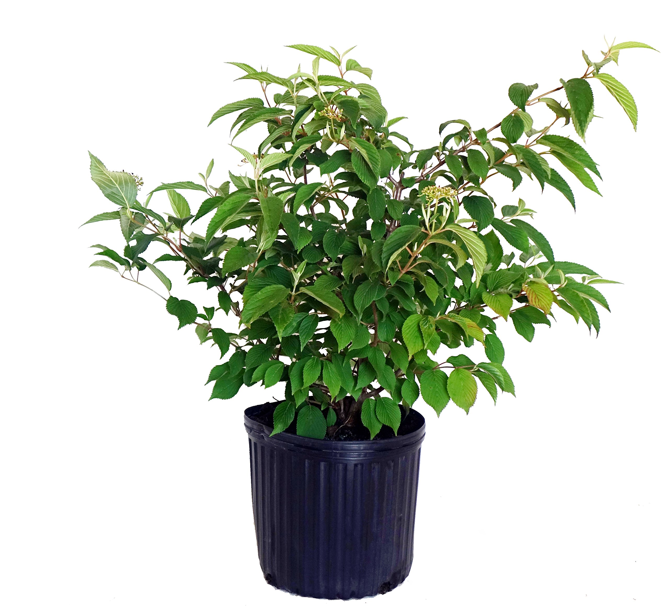 Green Promise Farms Shasta Doublefile Viburnum
