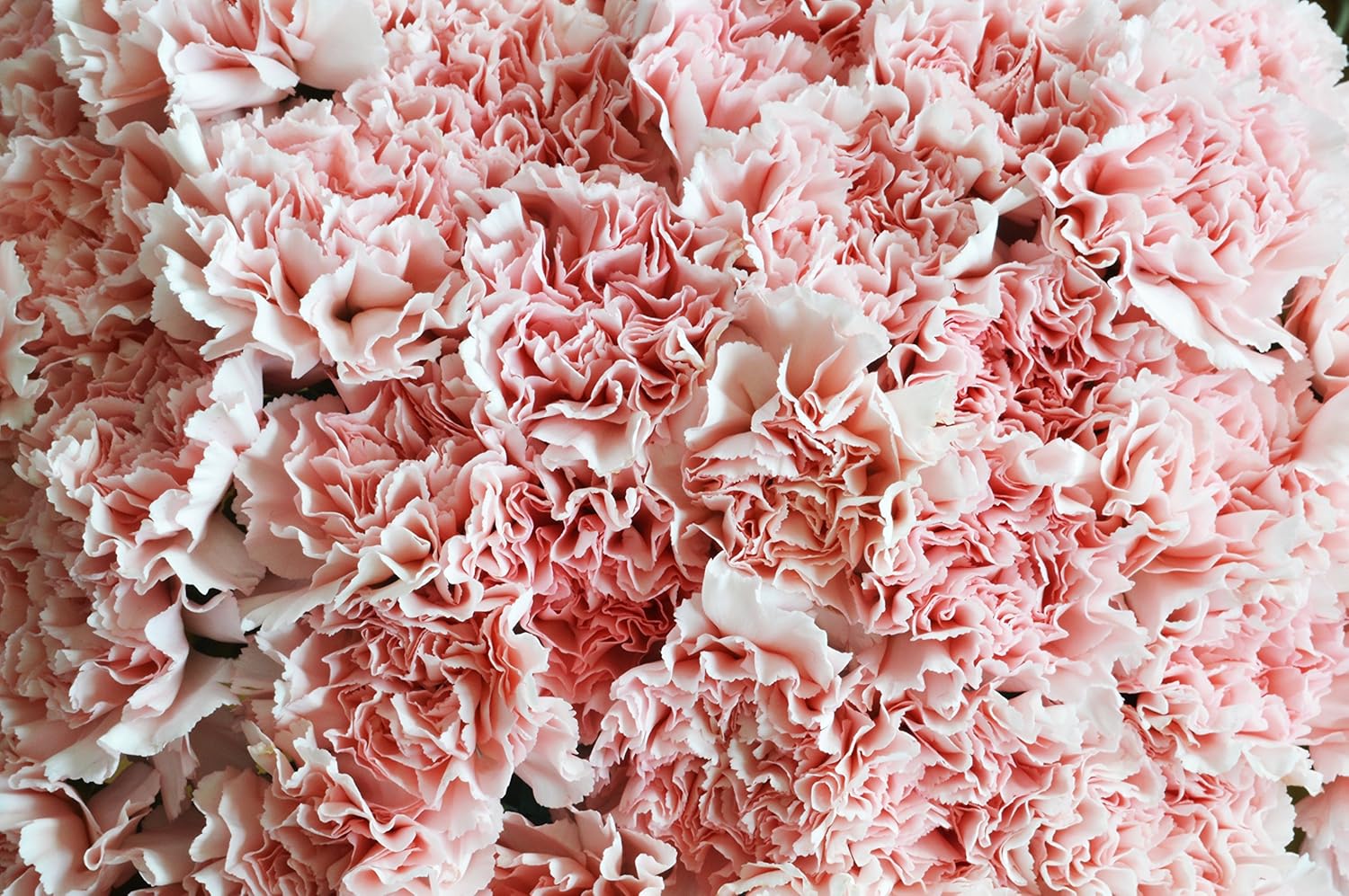 Farm2Door - 75 Fresh Pink Carnations from Colombia - Wholesale - Fresh Flowers for Birthday, Valentine's & Mother's Day