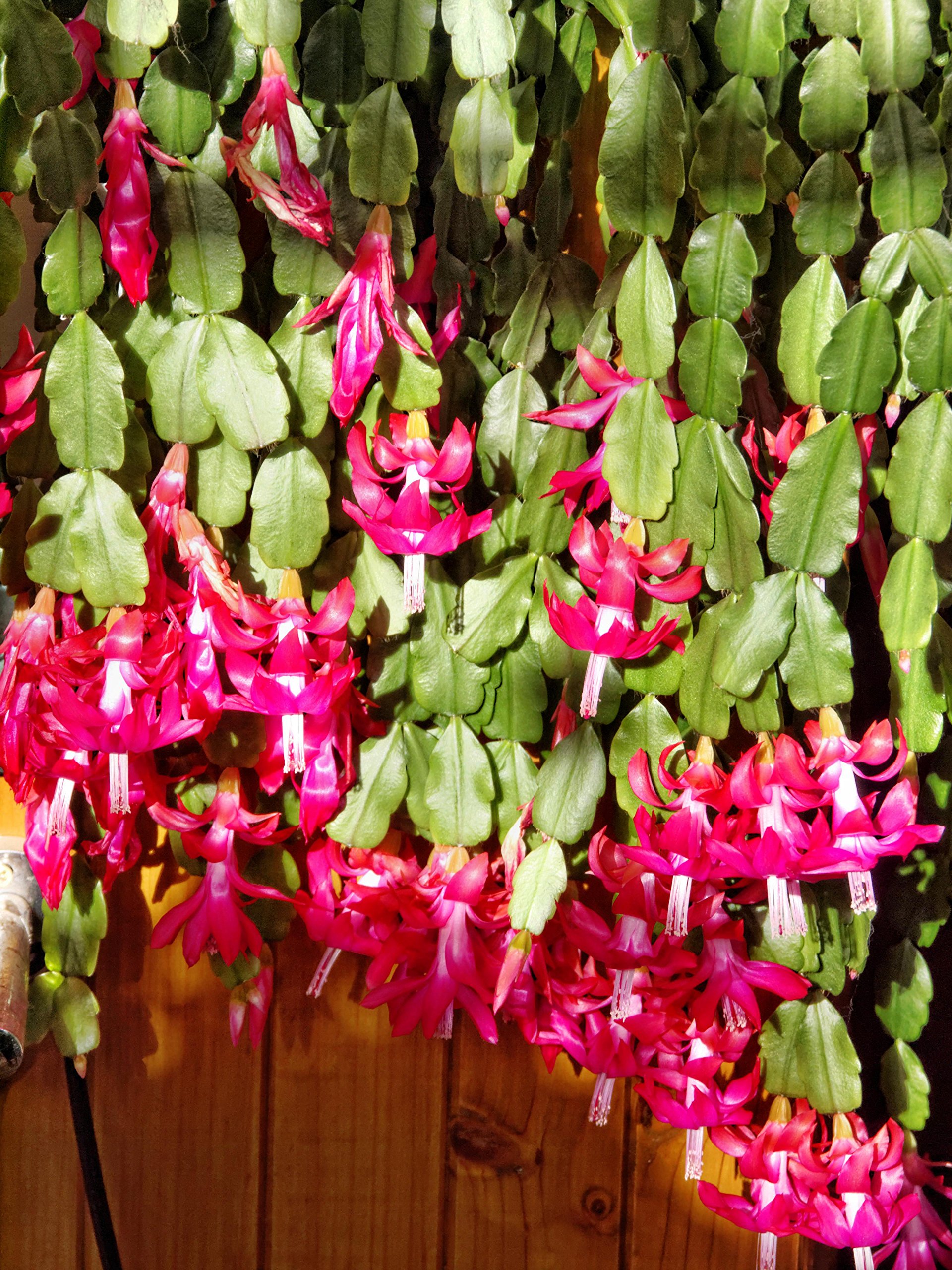 Schlumbergera Truncata Zygocactus Truncatus Christmas Cactus Very