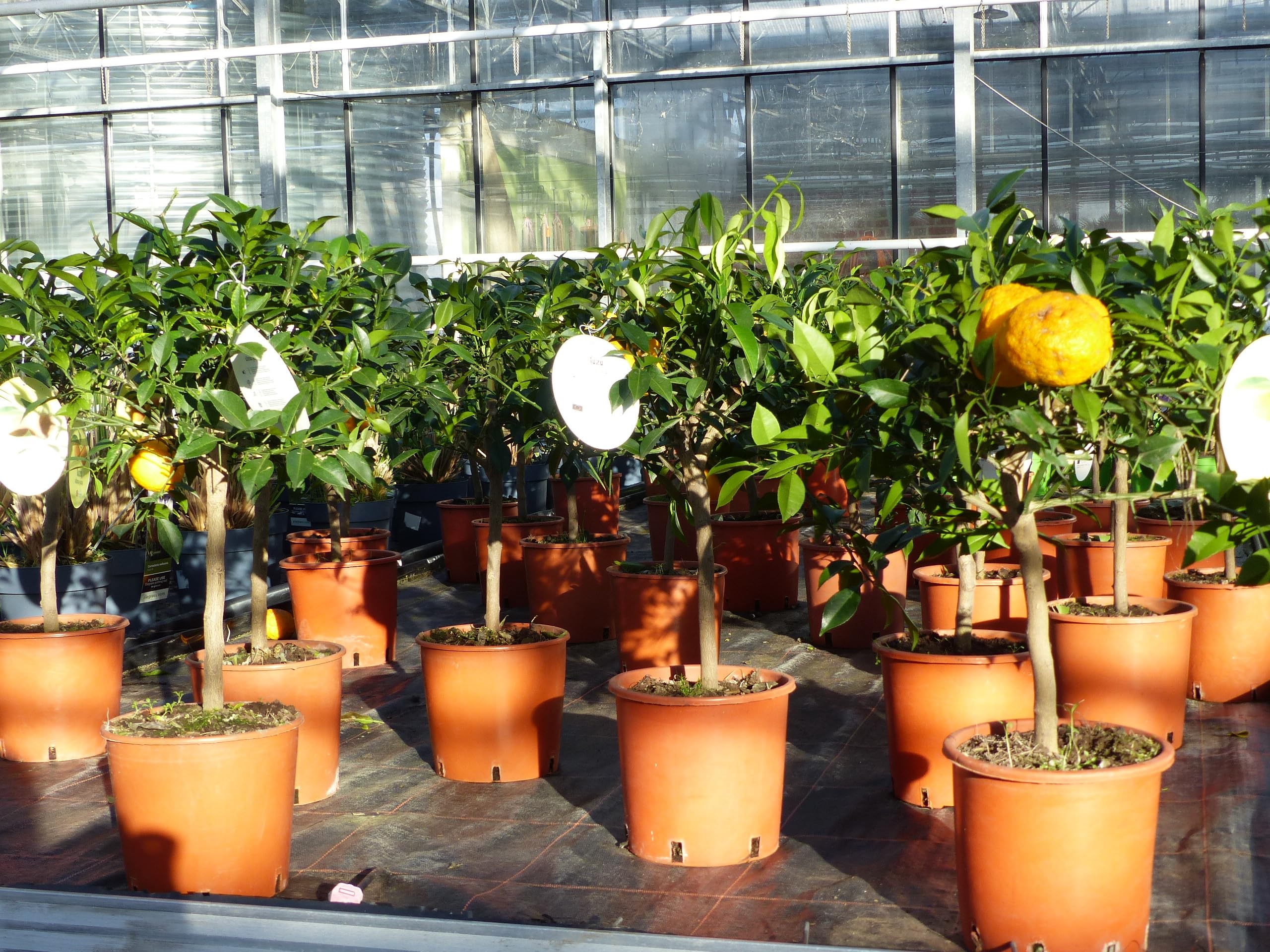 Citrus Yuzu 70-80 cm, Zitronenbaum Zitrone, japanische Zitrone, winterhart