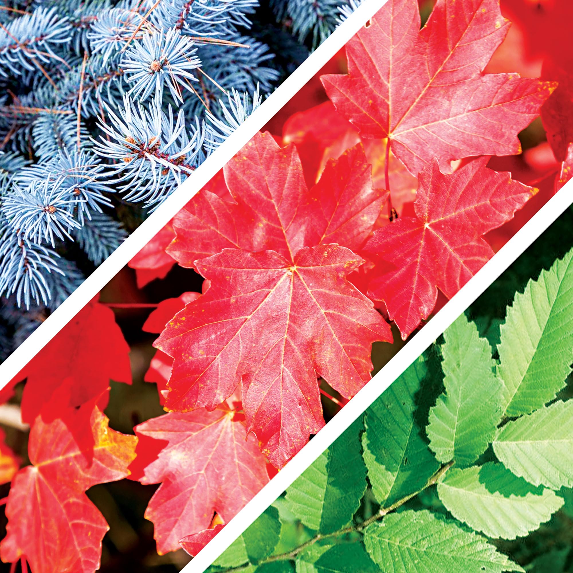 Amazon.com : 12 Bonsai Tree Seeds Kit - 300+ Seeds - Red Maple