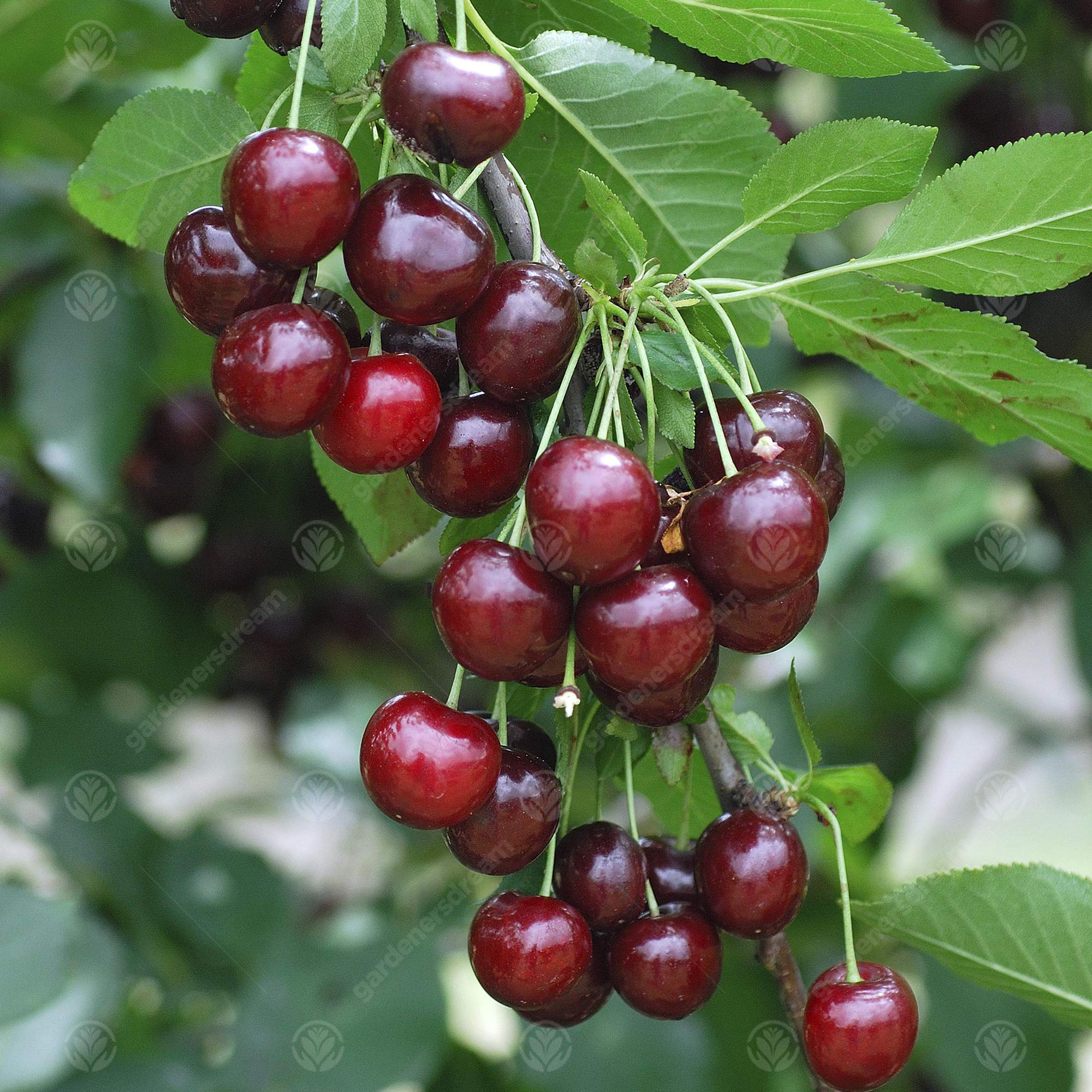 Prunus Cerasus Morello Cooking Sour Cherry Tree Garden Fruit Tree 4 5ft Colt Semi Vigorous Buy Online In Morocco At Desertcart 198398651