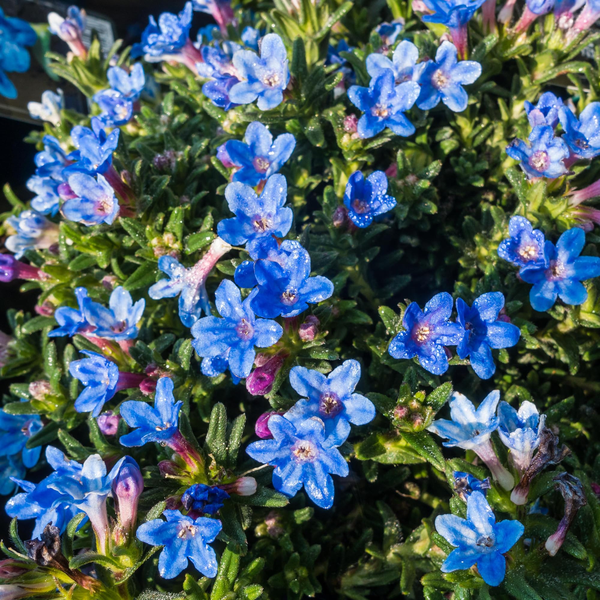 Lithodora Heavenly Blue - Hardy Evergreen Shrub for Ground Cover - Outdoor Flowering Plant in Pot for Gardens and Rockeries (9cm Pot, 10-20cm)