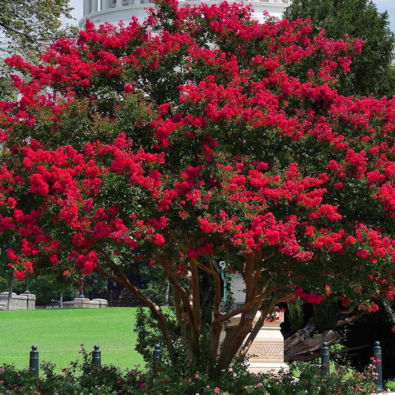 Elizabethanne Red Passion™ Crape Myrtle ~ A Southen Charm Original!, for The Lovers of True Red, Rainbow of Fall Foliage, Matures 20ft Tall & 15ft Wide, Ships 1-4ft Tall Well Rooted in Pot w/Soil