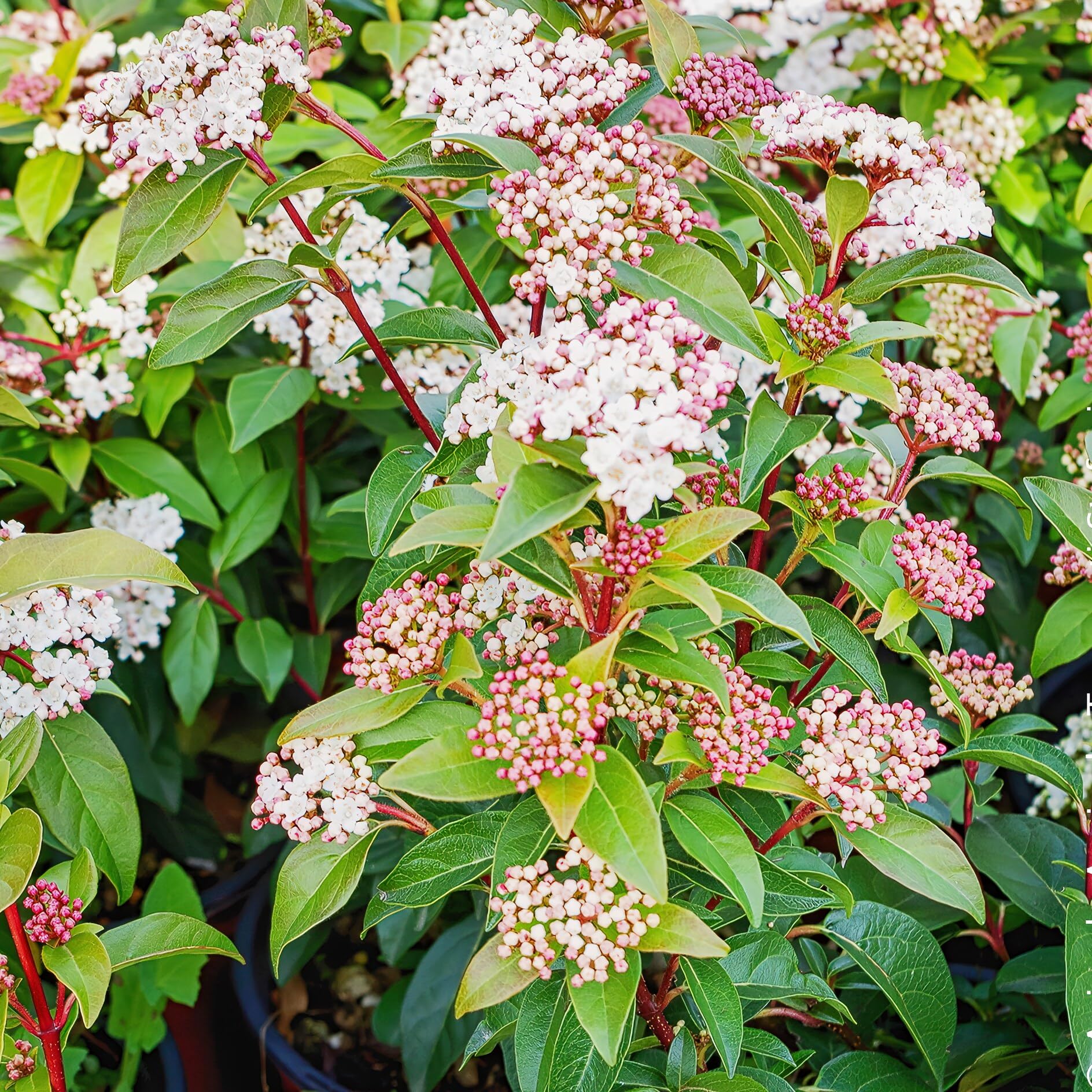 Viburnum tinus, 2 piante alte 30/40 cm, vaso 15