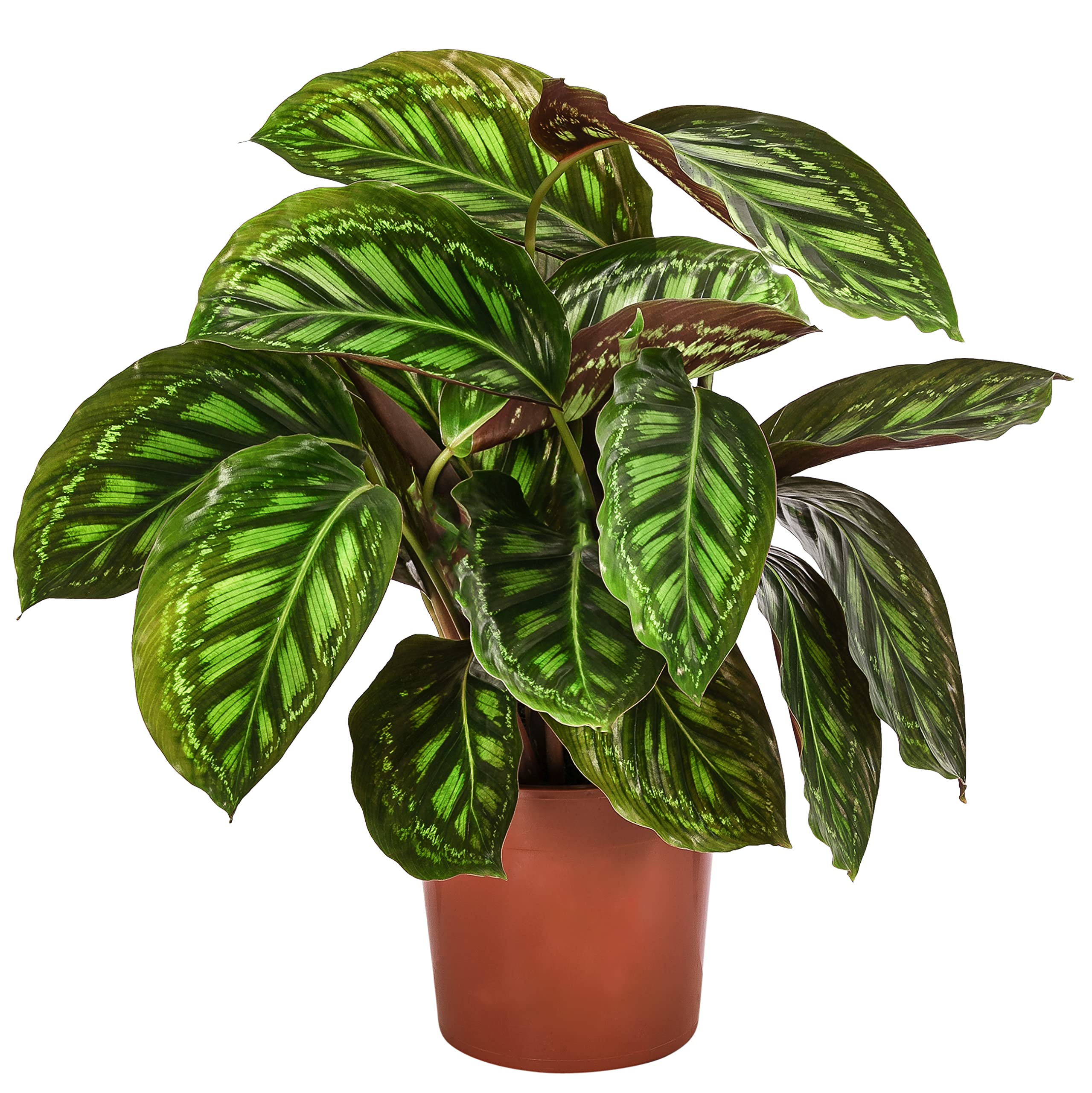 Dehner Korbmarante Flamestar, Calathea roseoptica, luftreinigend, ca. 40-50  cm,  Topf 14 cm, Zimmerpflanze : Amazon.de: Garten