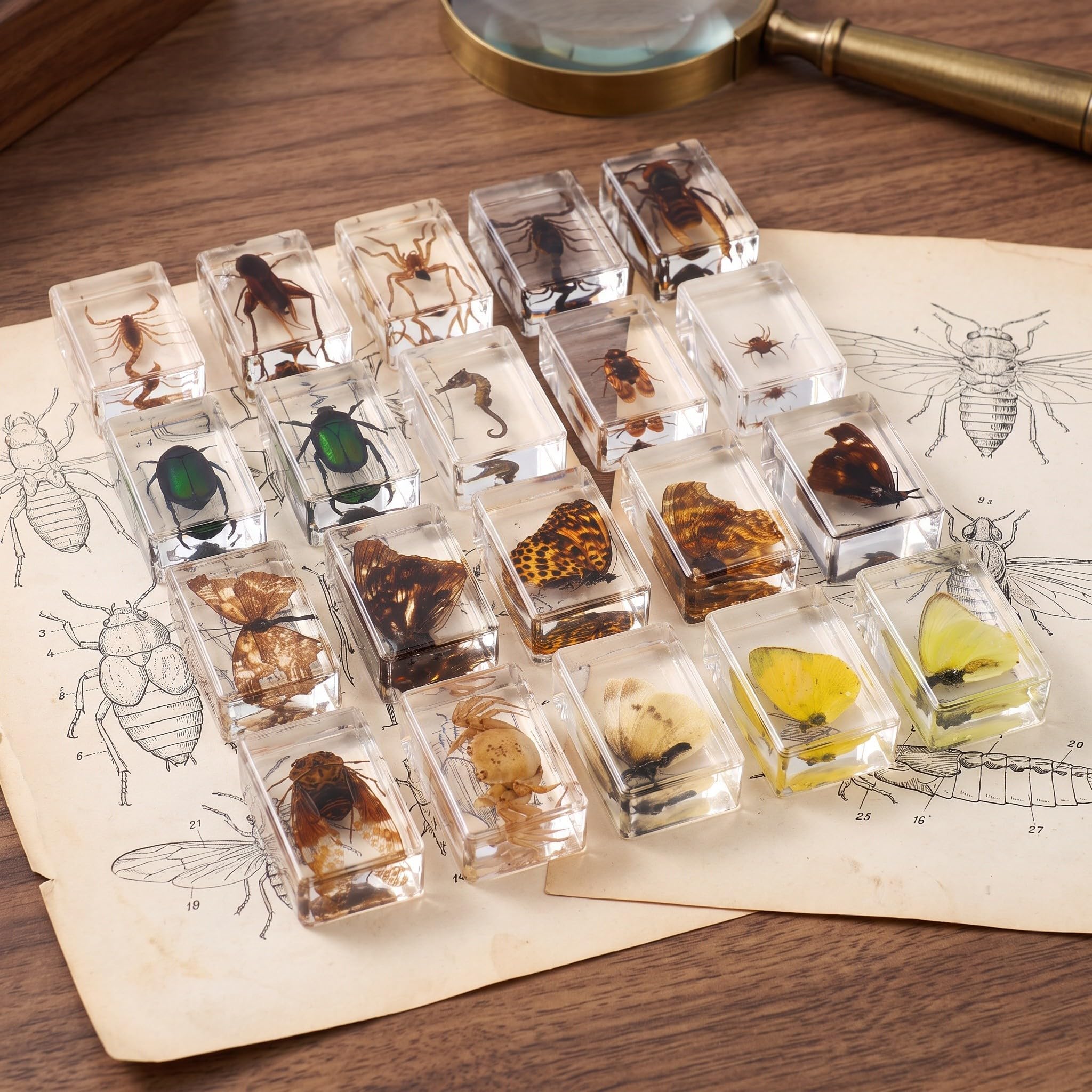YARNOW 20 Pezzi Specimen Entomologico in Resina Trasparente per | Valore Espositivo, Lettura Visiva Chiara, Supporto Didattico Versatile, per Aula di Biologia e Collezione
