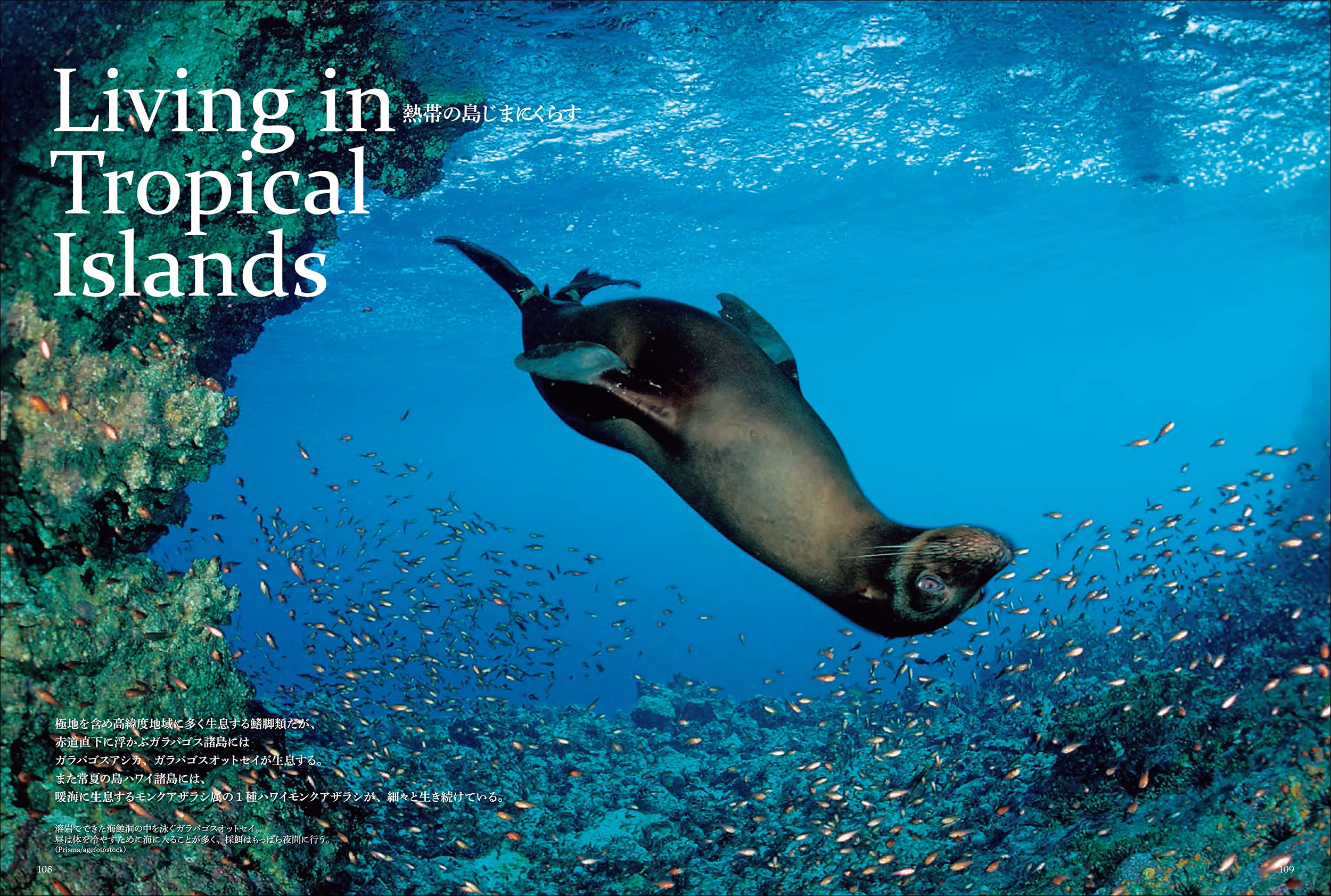 世界で一番美しいアシカ アザラシ図鑑 水口 博也 水口 博也 本 通販 Amazon