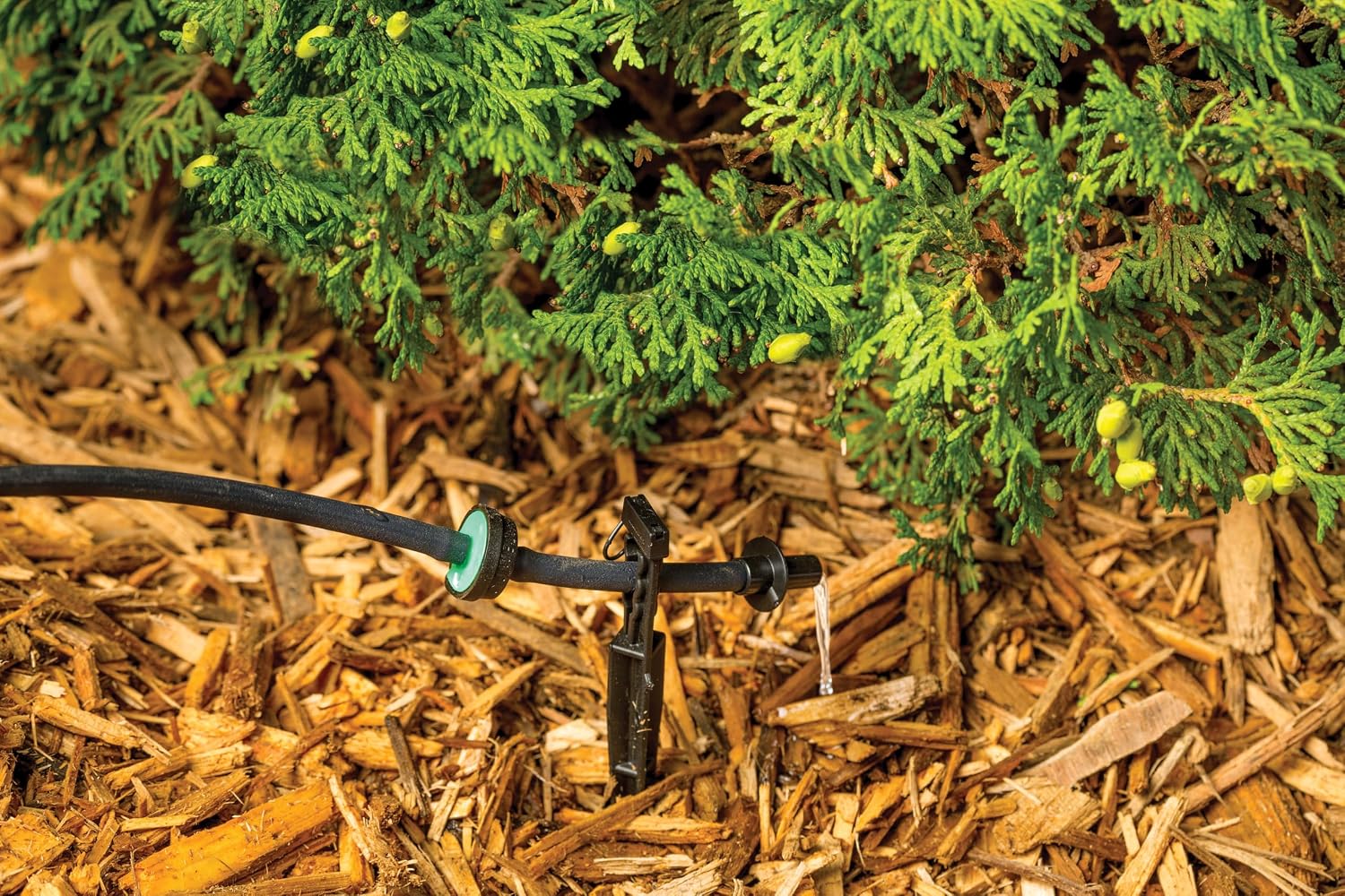Rain Bird CVD2010PKXS SAM Drip Emitter, 2 GPH, 10-Pack
