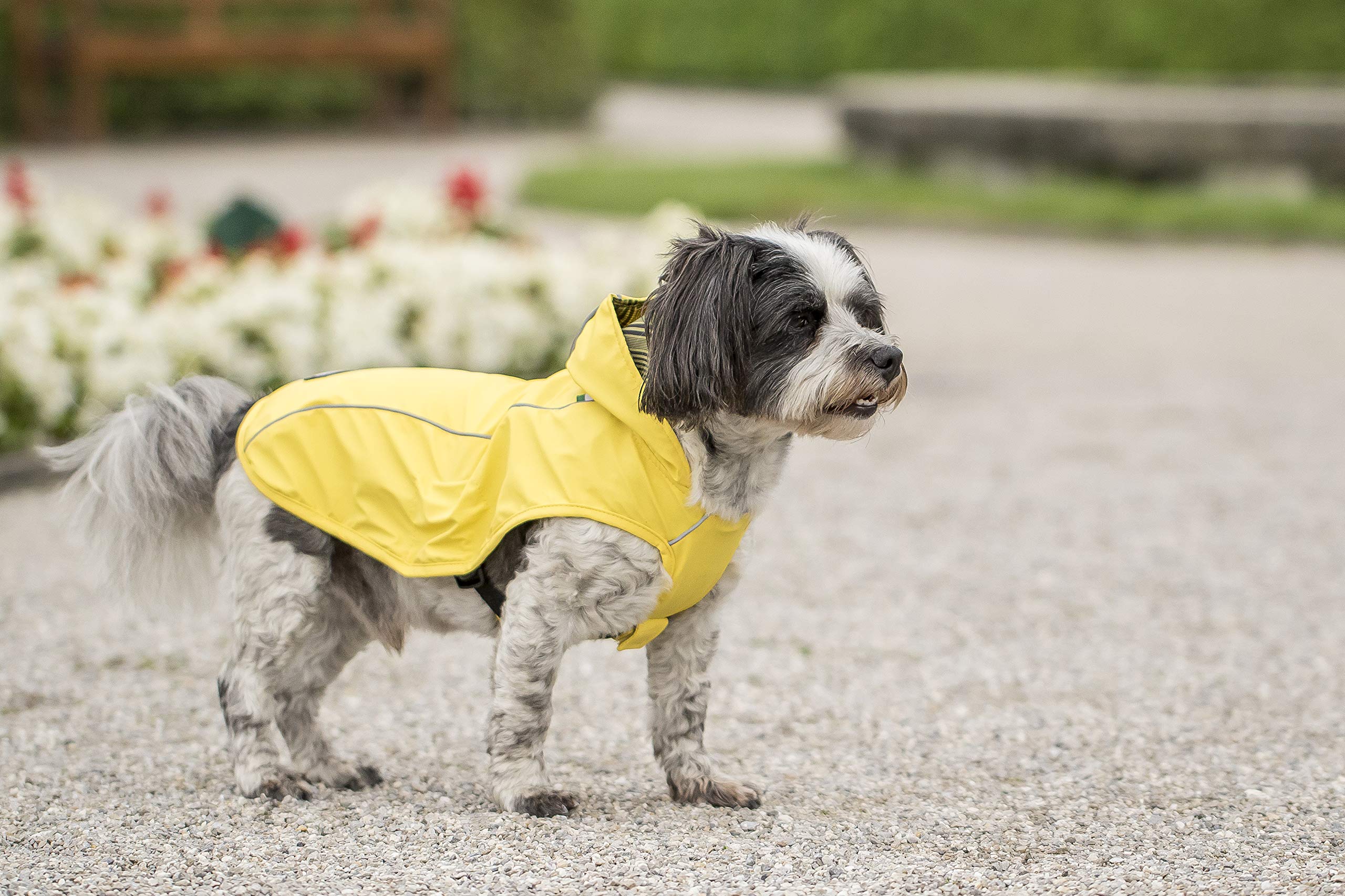 CHIARA Scotty Regenjacke mit Geschirr CHJ-Y1811YE-M-CHIARA-Regenmantel, Regencape (Größe: M, Material: 100% Polyester, sportlich, wasserdicht, innen liegendes Geschirr), Gelb