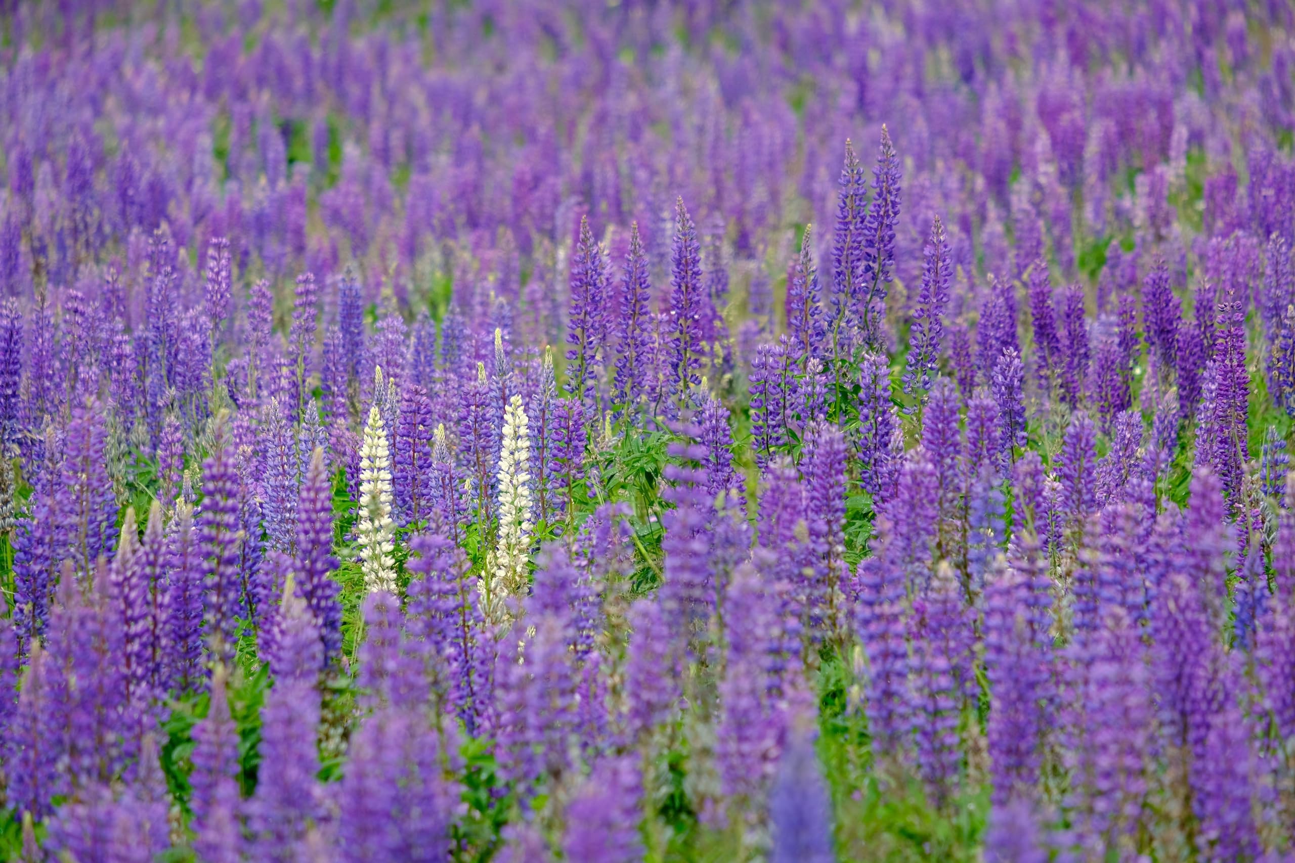 Lupine (Lupinus angustifolius) Samen (in blau). Sehr guter natürlicher Gründünger! (10000 Samen = 1700,0g)