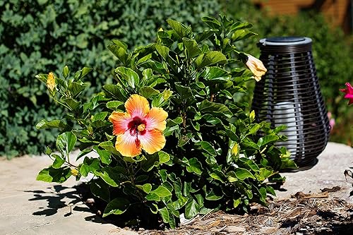 Miniatura 5 de Fiesta Hibiscus Bush - Planta con flores de hibisco vivo, planta de flores tropicales, maceta de 1 galón, altura total de 10 a 14 pulgadas, Tropical