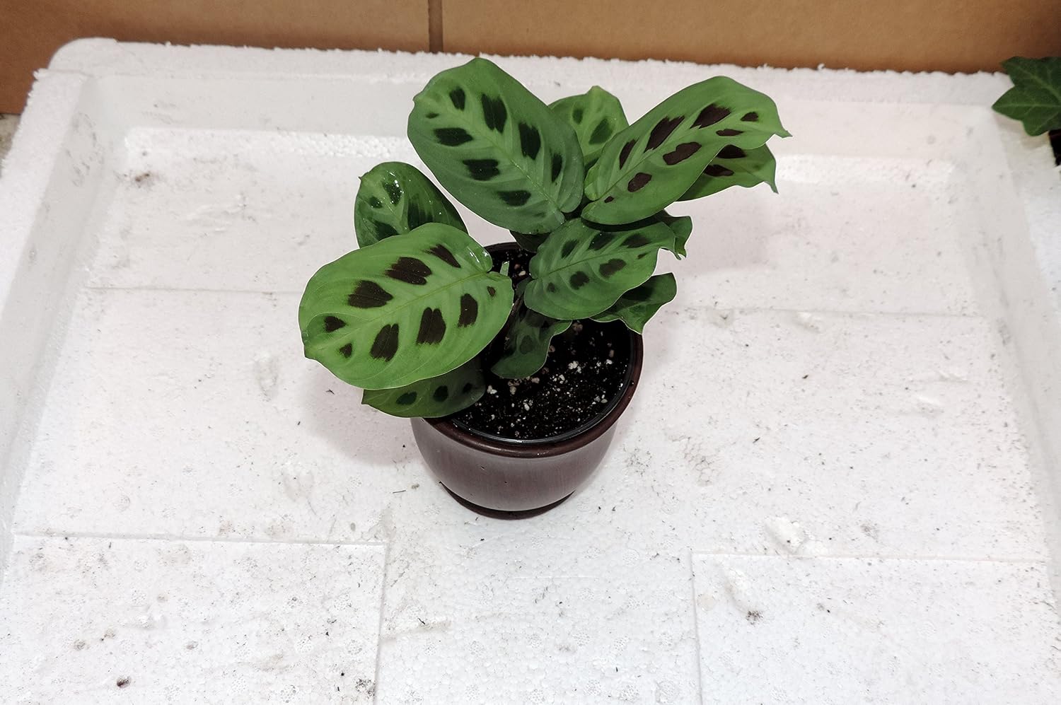 Green Prayer Plant - Maranta - Easy to grow - 4"ceramic Pot red color - Easter Plant-unique from jmbamboo