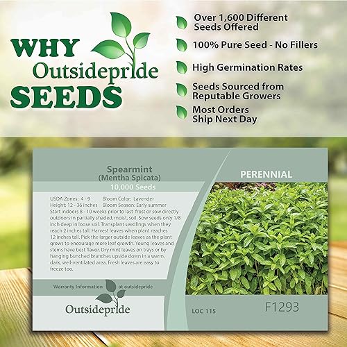 Miniatura 6 de Outsidepride 10000 semillas de hierba de menta verde perenne de menta spicata para plantar