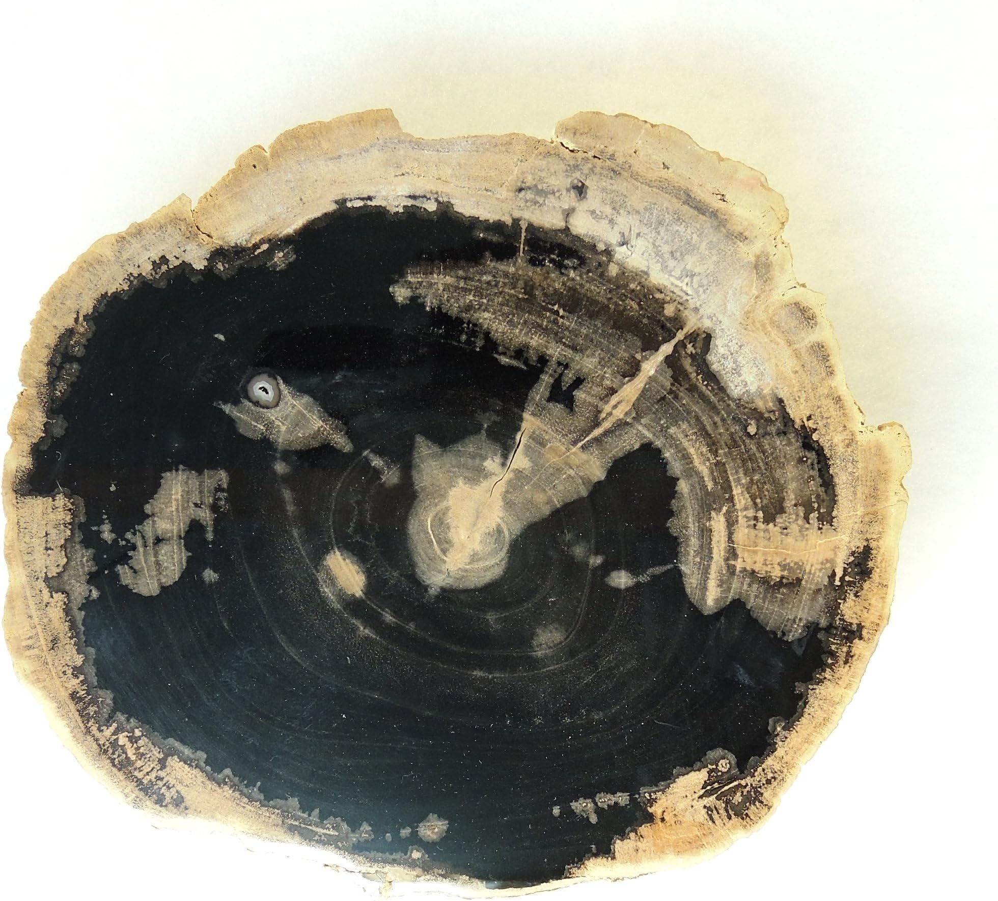 Blue Forest Wyoming Petrified Dicot Slab with Agate 8inch+ B