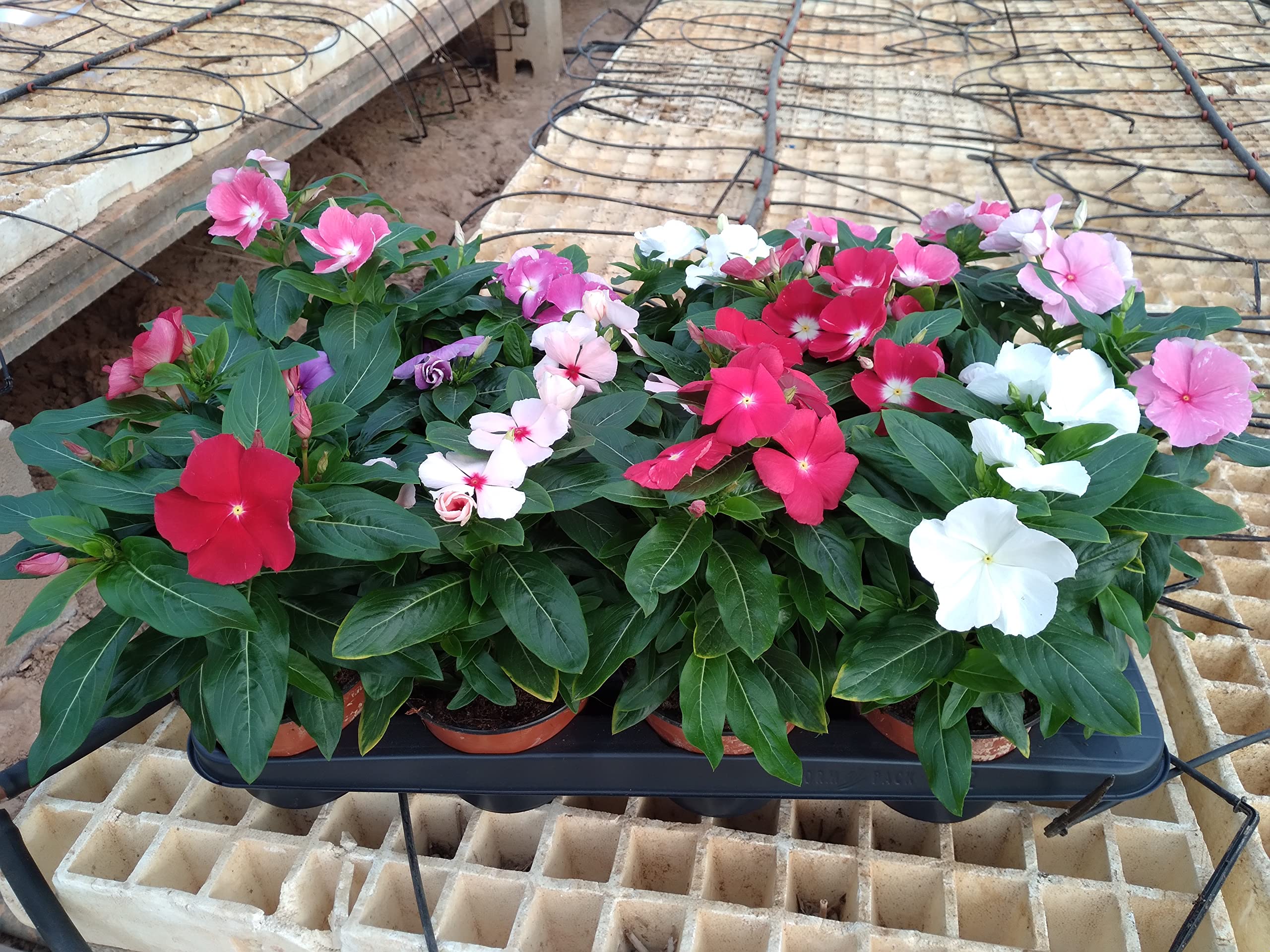 Planta natural Vinca, Laurel de flor pack 6 plantas