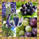 So verwenden Sie die App: Trauben-Foto-Collage