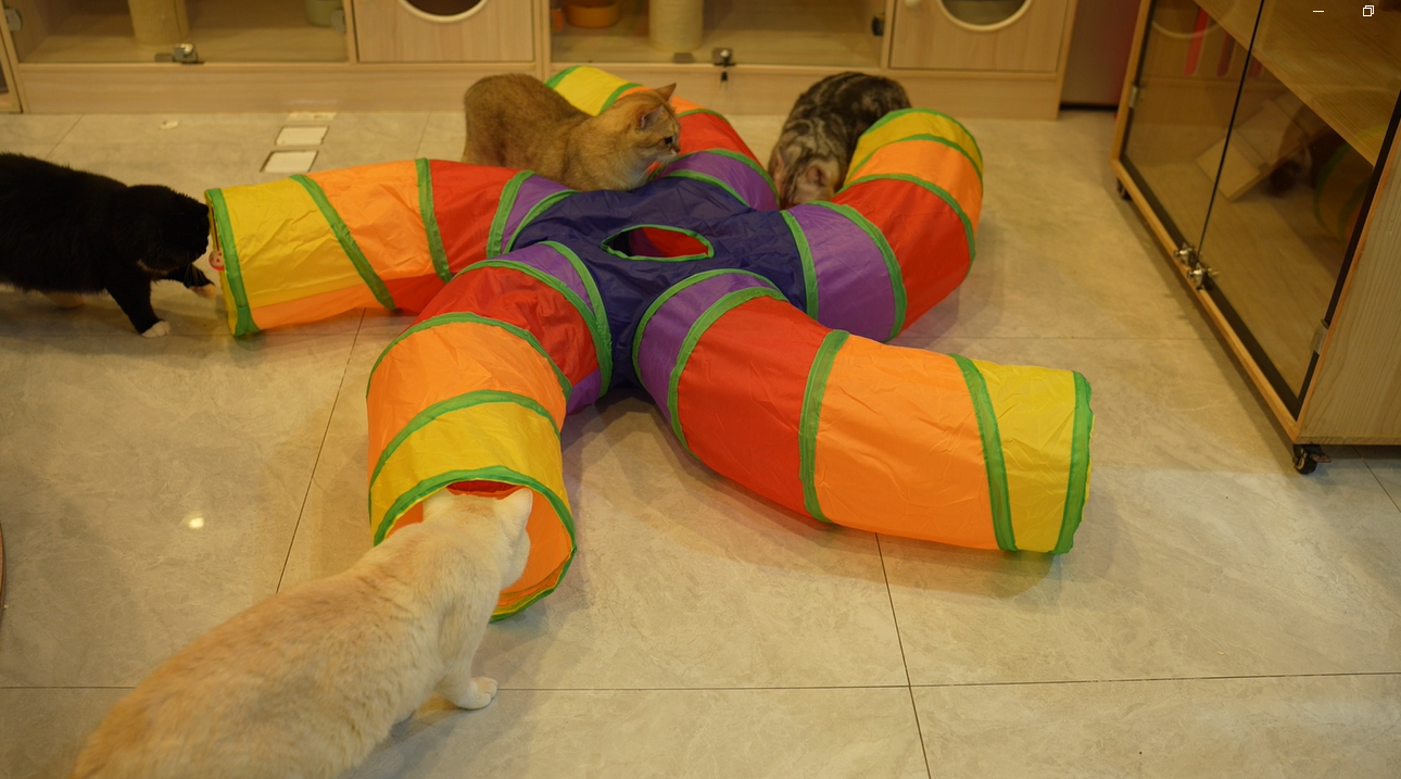 Cat Tunnel For Large Cats EGETOTA Cat Tunnel For Indoor Cats Large