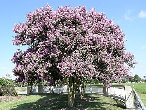 Miniatura 3 de Crape Myrtle Muskogee  3 plantas vivas  Lagerstroemia Indica  Hermoso árbol floreciente de lavanda de bajo mantenimiento