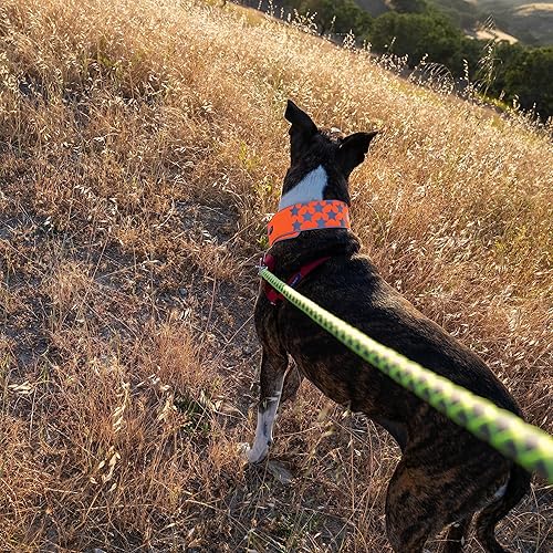 Miniatura 8 de Collar reflectante para perro. Fluorescente, naranja brillante con cierre ajustable para mascotas pequeñas, medianas y grandes. Productos para