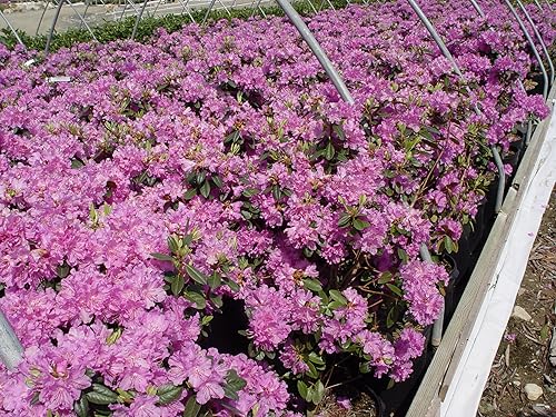 Vista 84 de Green Promise Farms Rododendro `Scintillation` Evergreen, contenedor de 3 tamaños, rosa suave